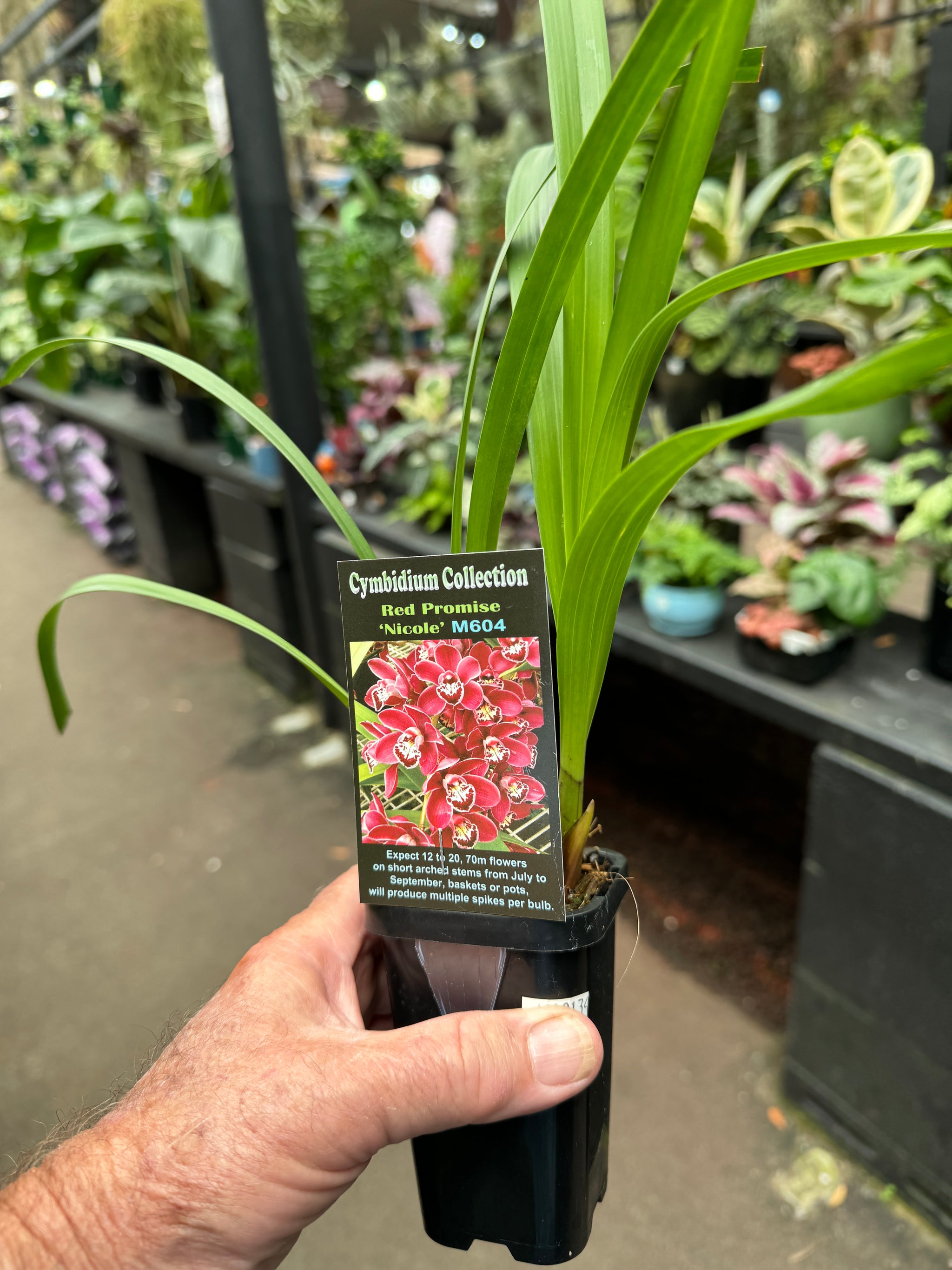 Cymbidium Red Promise 'Nicole'