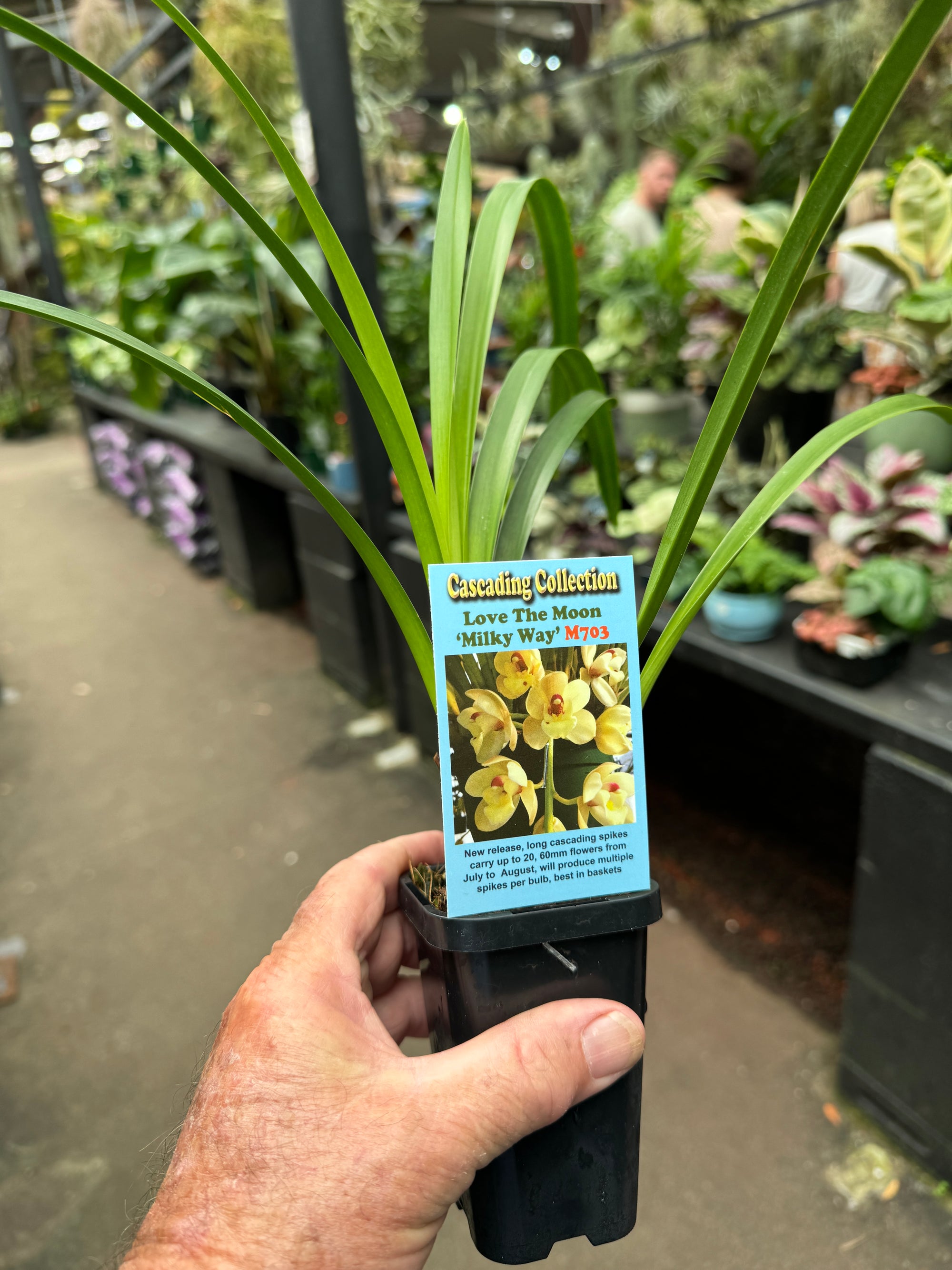 Cymbidium Love the Moon 'Milky Way'