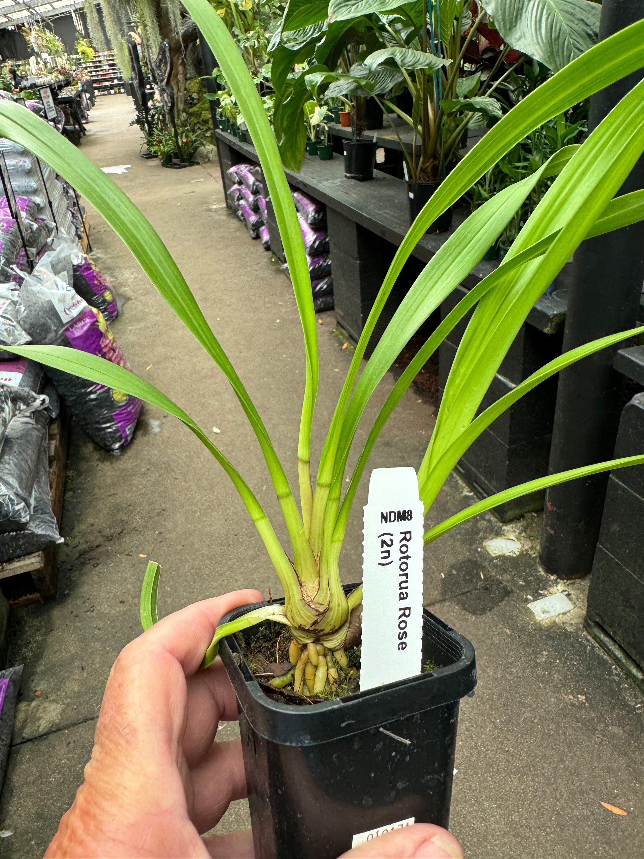 Cymbidium Rotorua 'Rose'