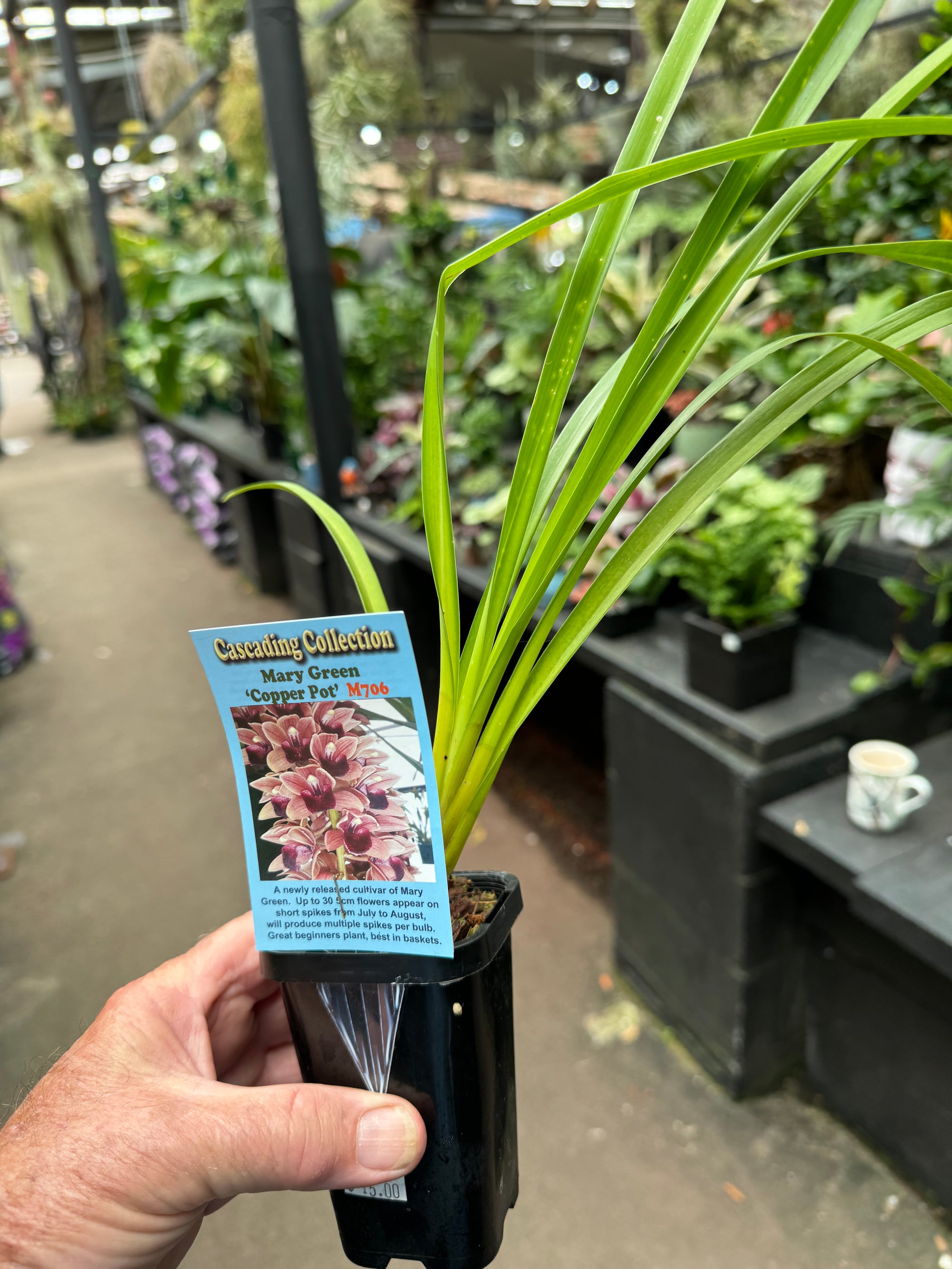 Cymbidium Mary Green 'Copper Pot'