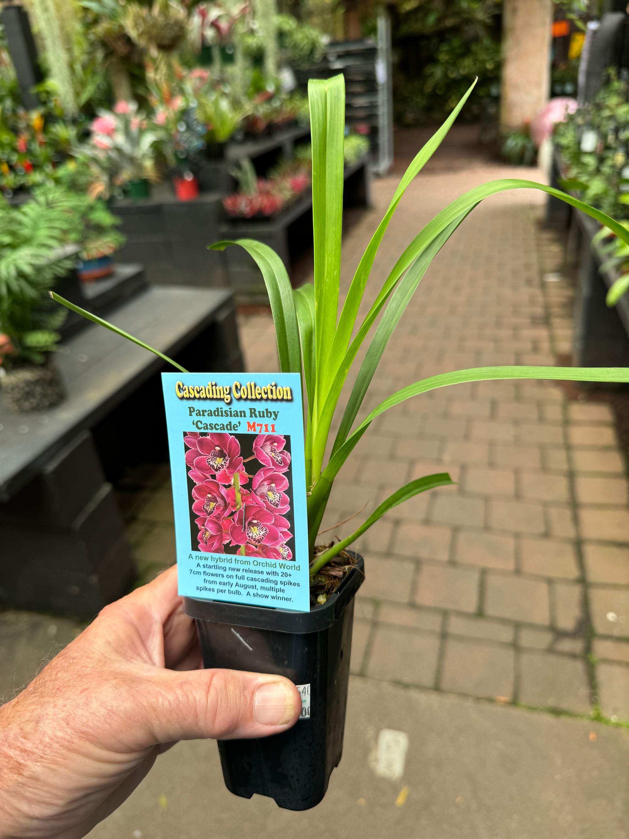 Cymbidium Paradisian Ruby ' Cascade' Pendulous whoppers !