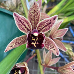 Cymbidium Funky Devon 'Debonair'