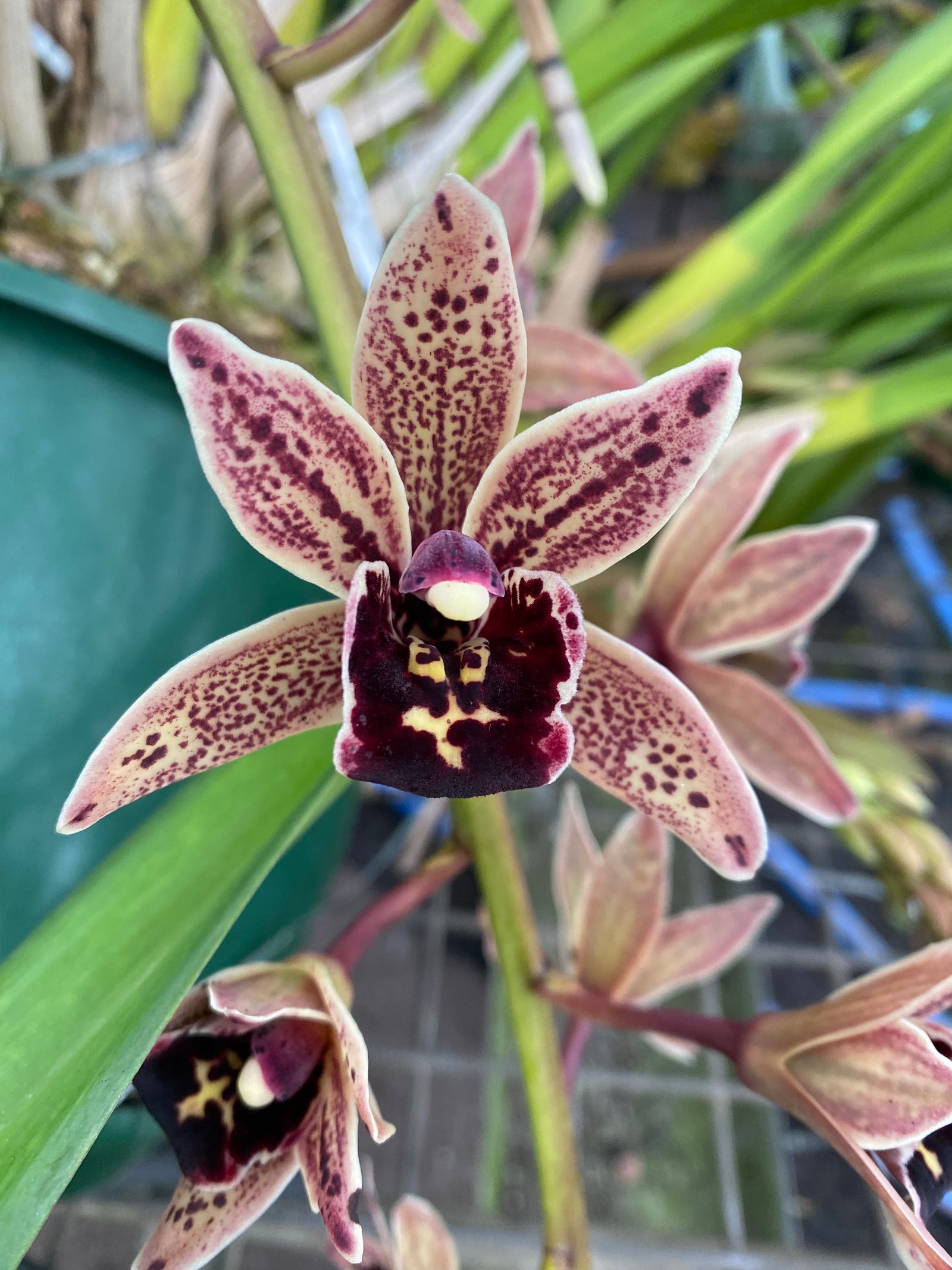 Cymbidium Funky Devon 'Debonair'