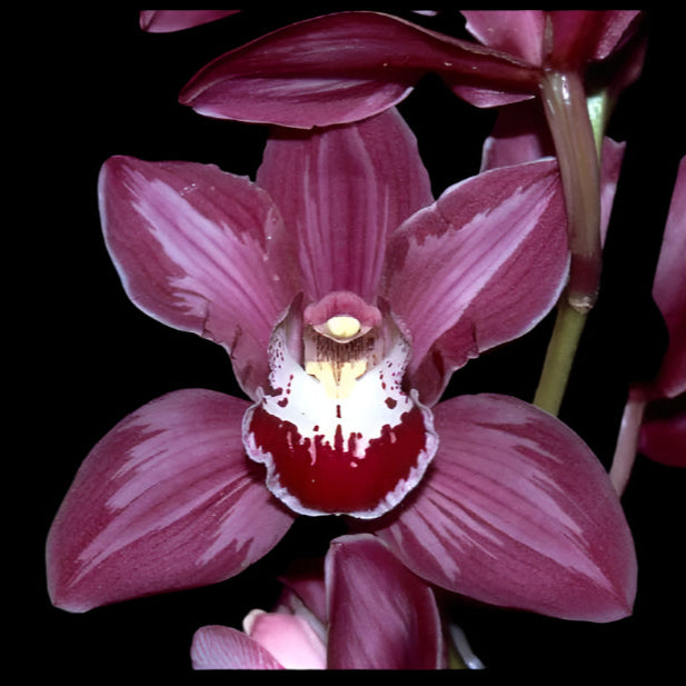 Cymbidium Rotorua 'Spell Bound' Variegated