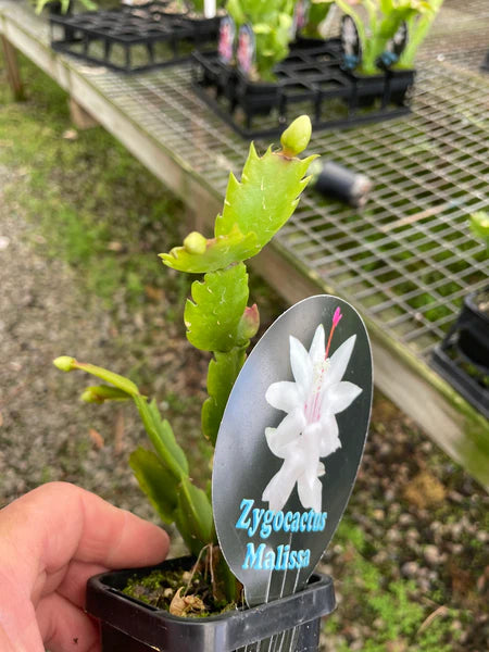 Zygocactus Schlumbergera 'Malissa' 66mm Pot