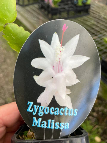 Zygocactus Schlumbergera 'Malissa' 66mm Pot