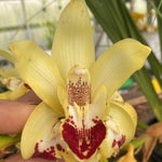 Cymbidium Elusive Cleo ‘Tony’s Pick’ orchid showing rare sepal peloria, yellow petals, and a bold crimson lip pattern.