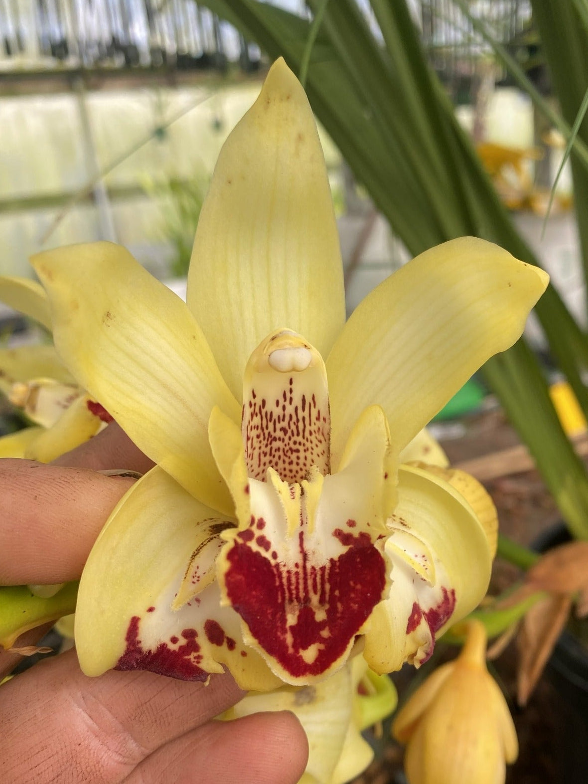 Cymbidium Elusive Cleo ‘Tony’s Pick’ orchid showing rare sepal peloria, yellow petals, and a bold crimson lip pattern.