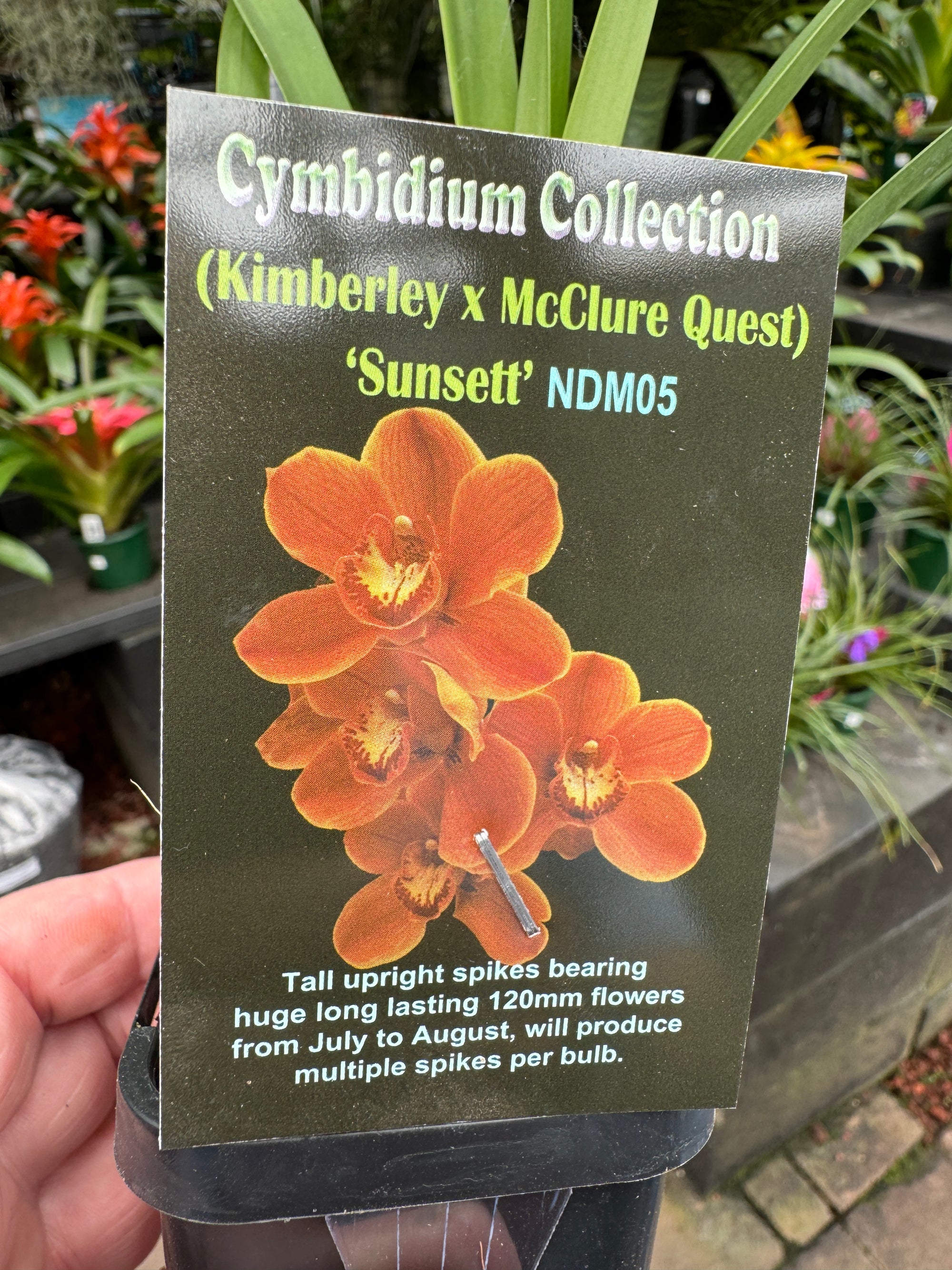 Cymbidium Sunsett (Kimberley x Mc Clures Quest)