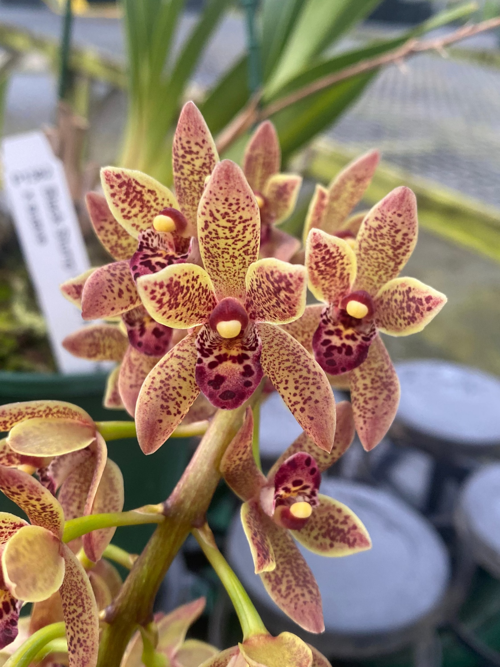 Cymbidium Helen Bannerman (syn. Little Black Sambo) × suave (Seedling – Unflowered)