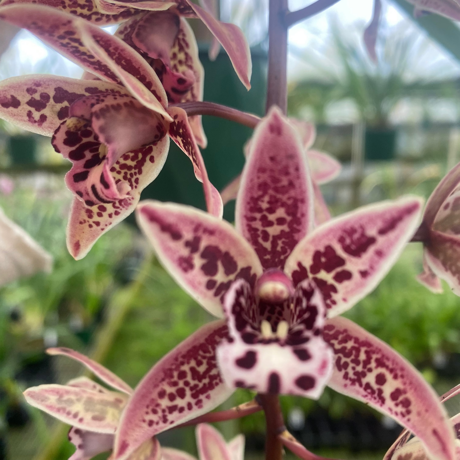 Cymbidium Cani Hugh × Cymbidium devonianum