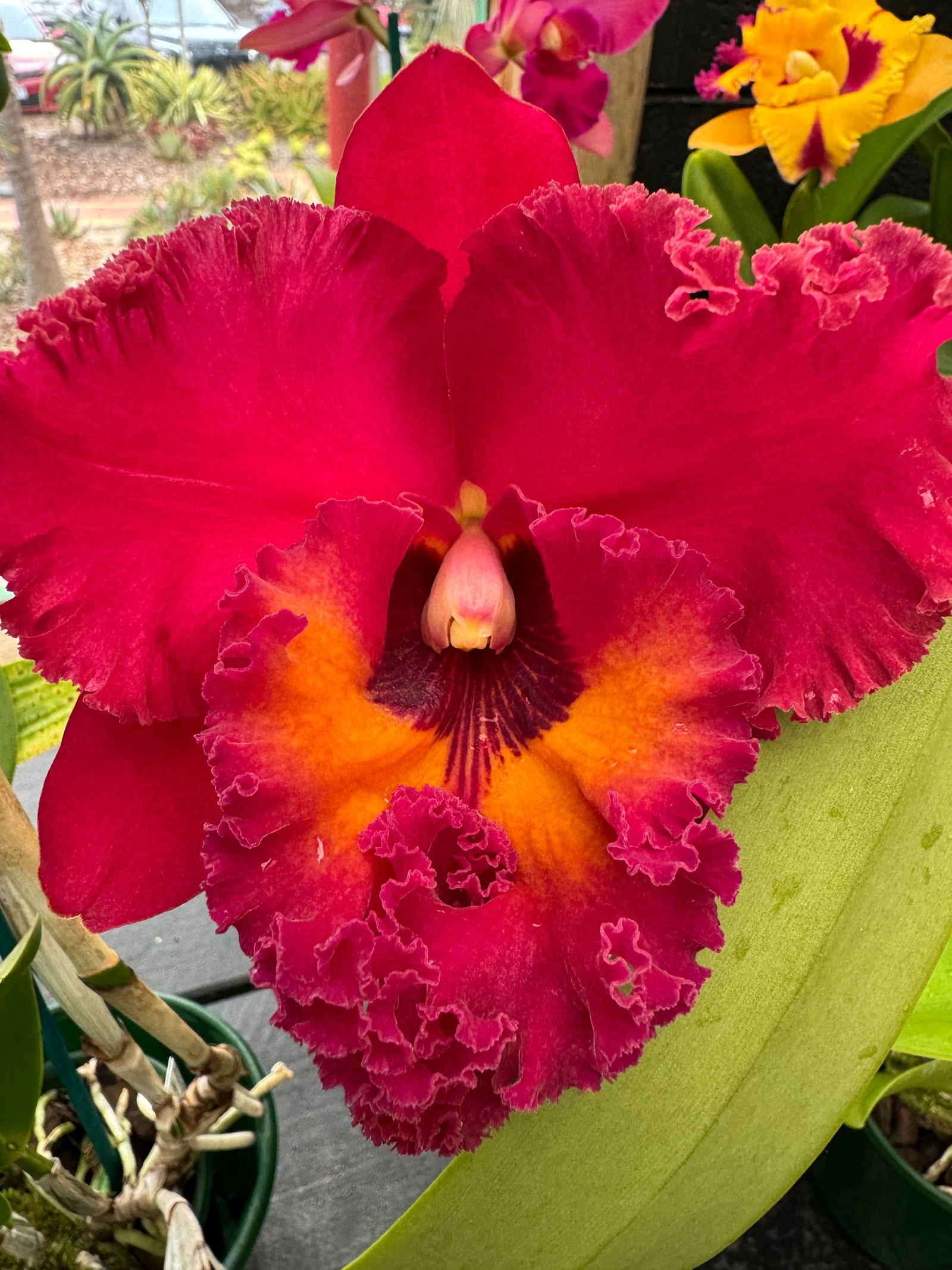 Cattleya Allience    Rlc Nakornchaisri 'Red'