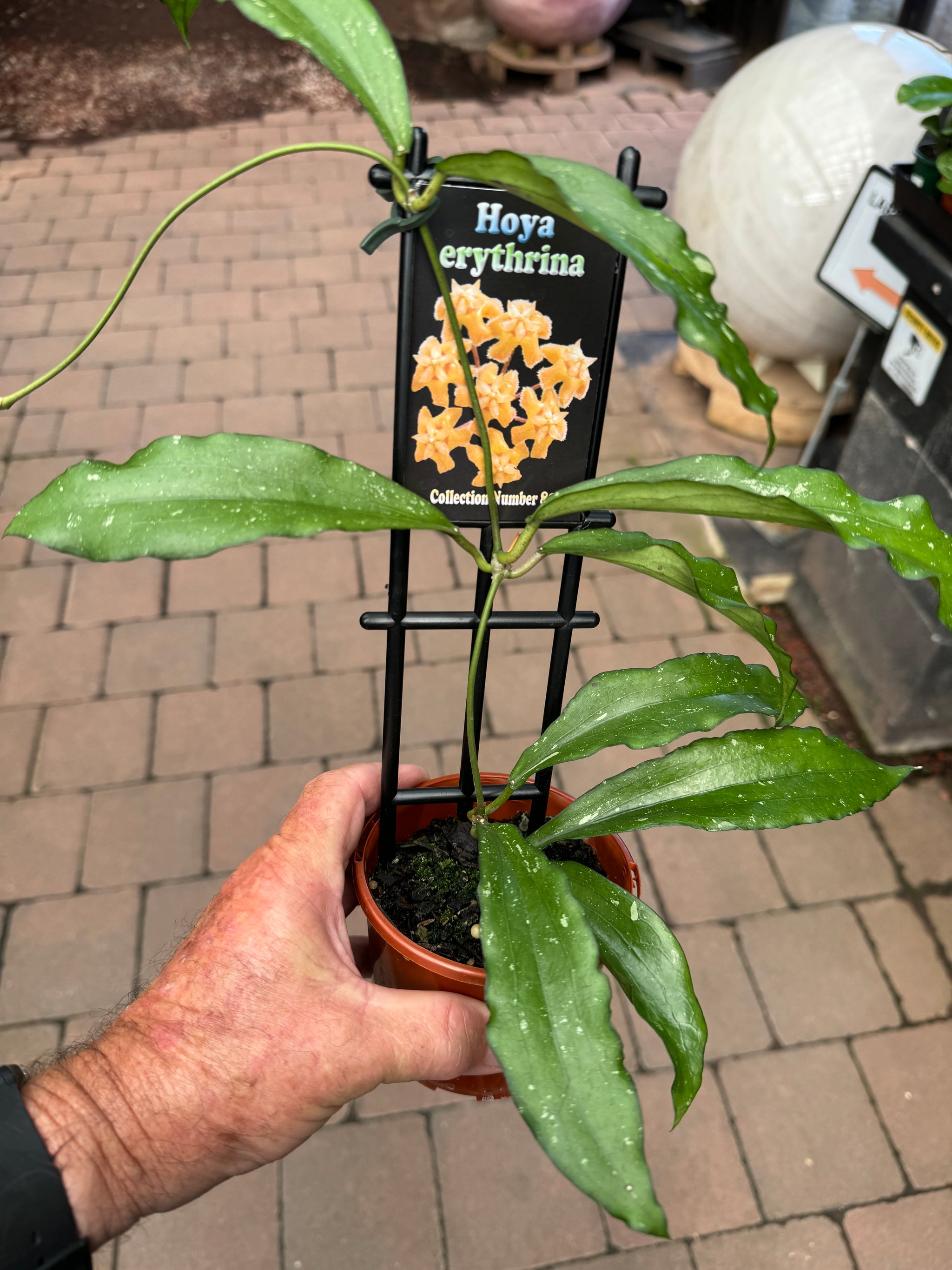 Hoya erythrina #81