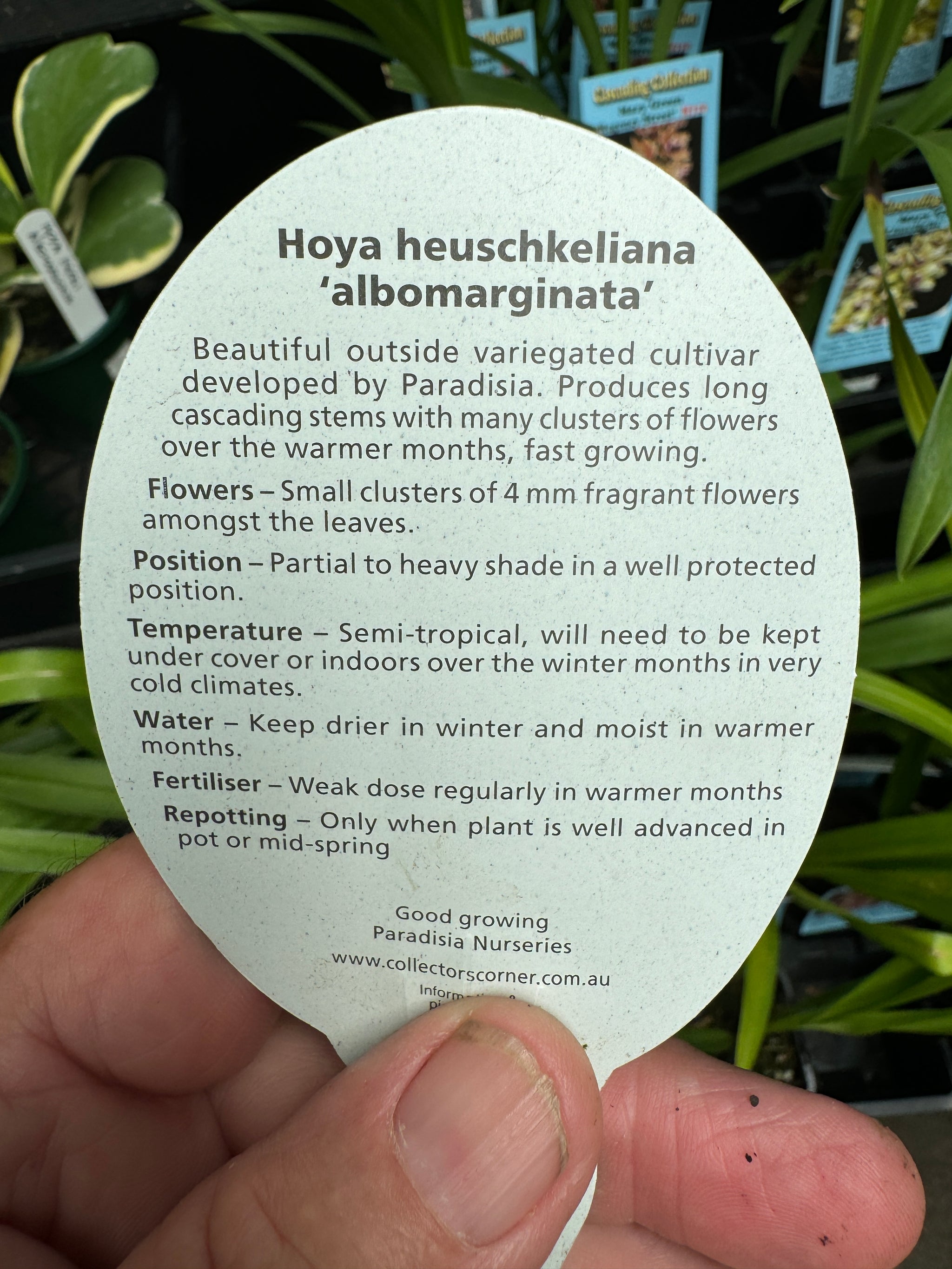 Hoya heuschkeliana albomarginata #213 100mm Pot