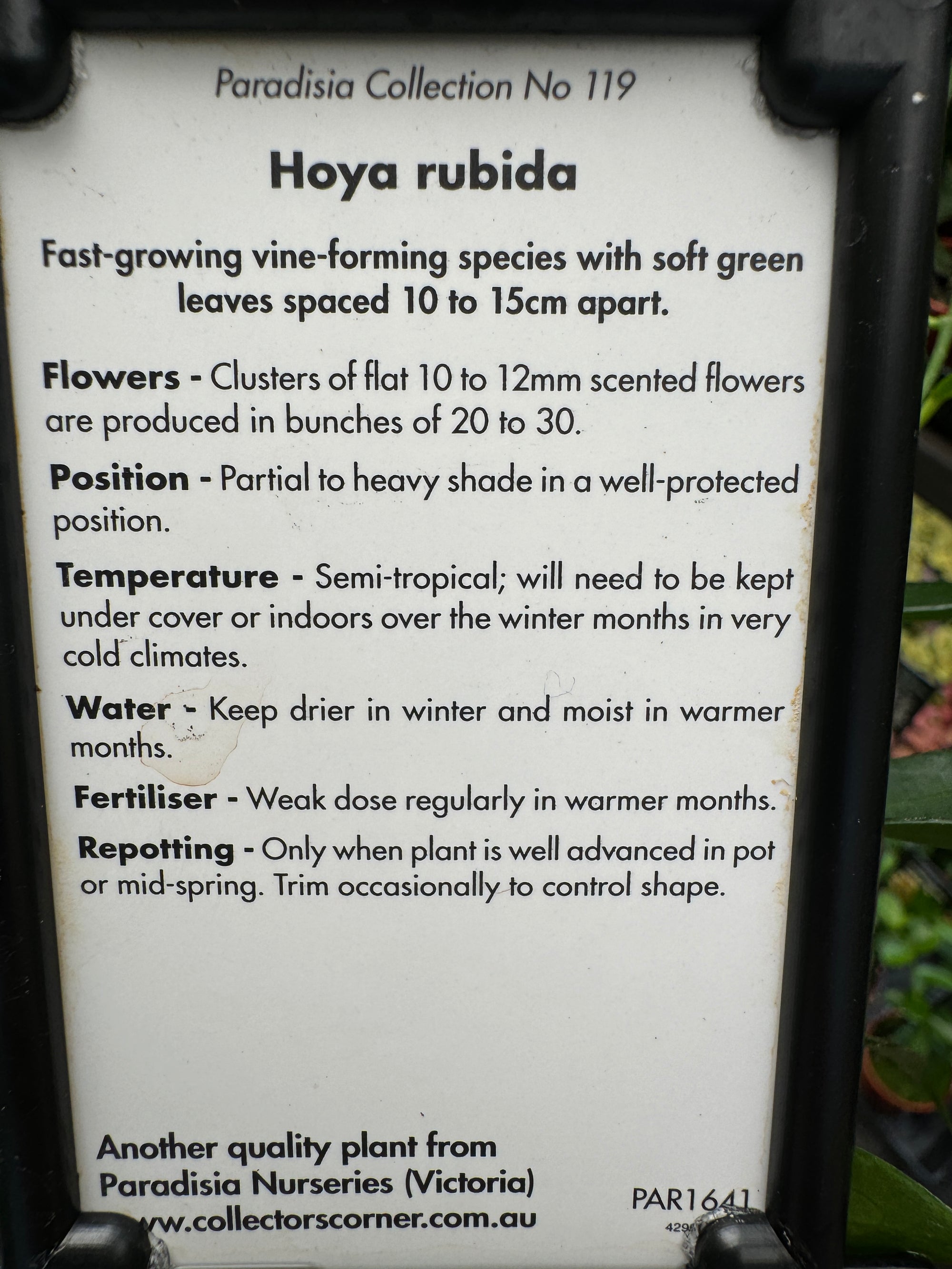 Hoya rubida #119 100mm pot