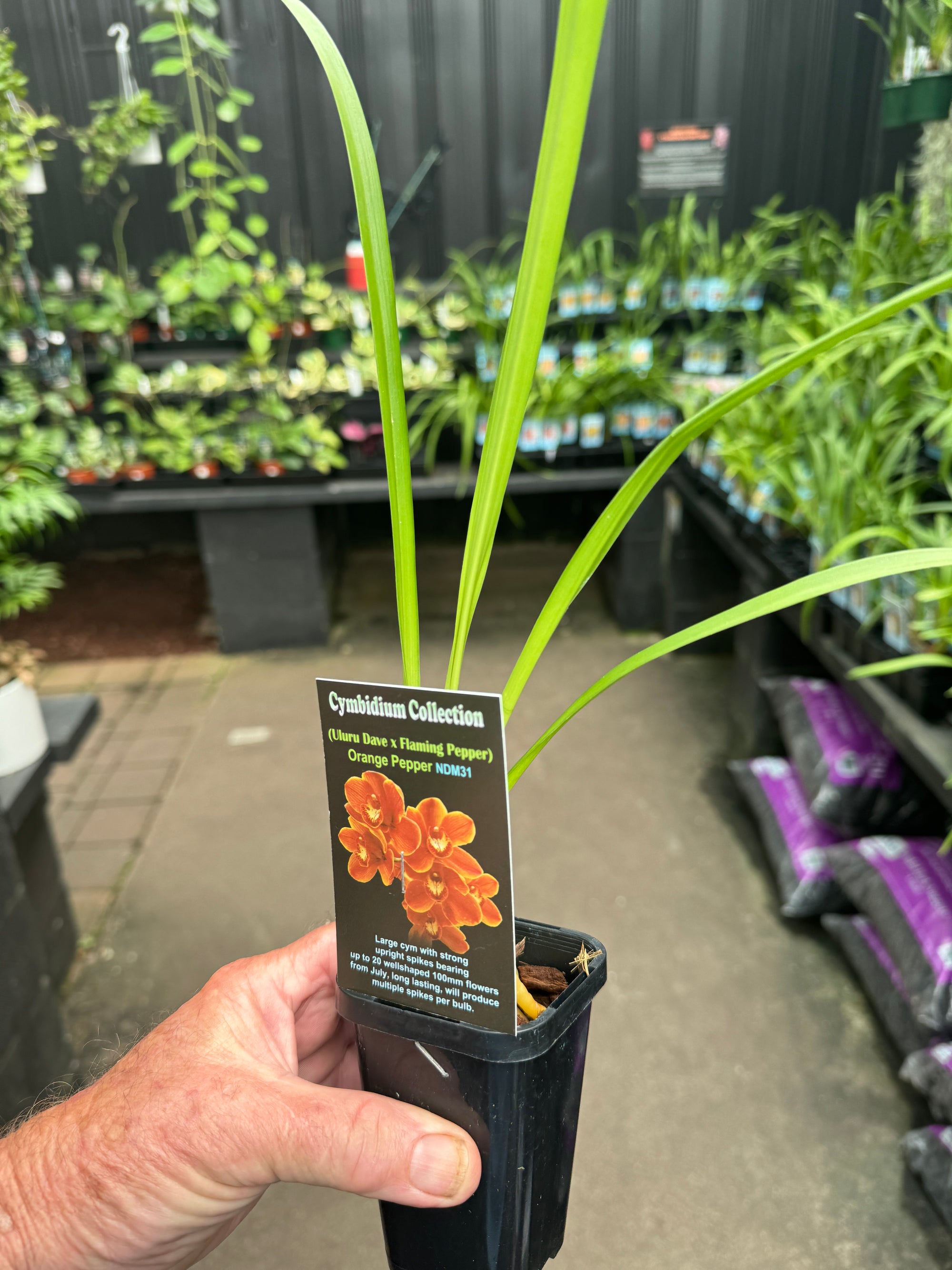 Cymbidium 'Orange Pepper'