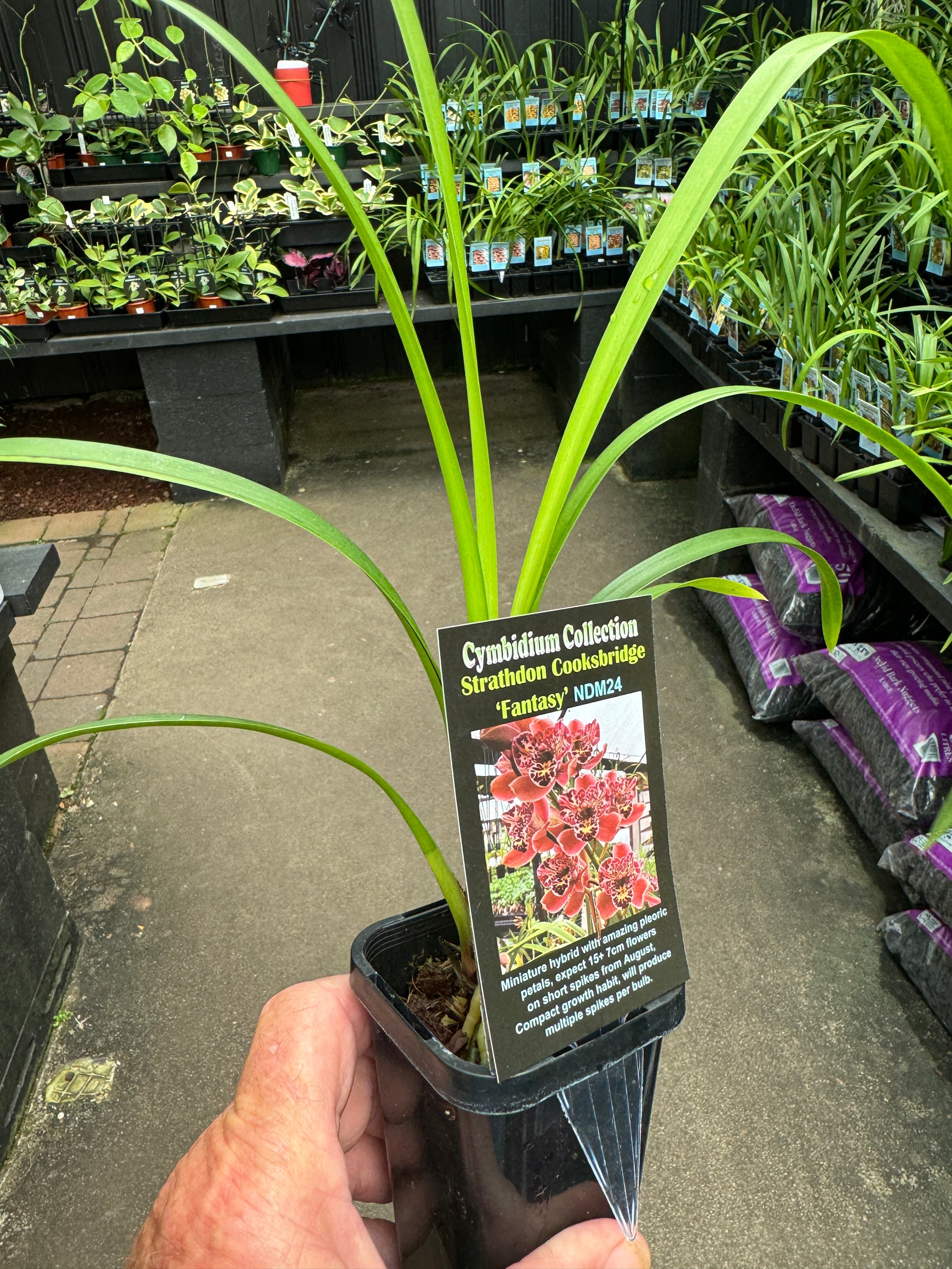 Cymbidium Strathdon 'Cooksbridge Fantasy' NDM24 Video