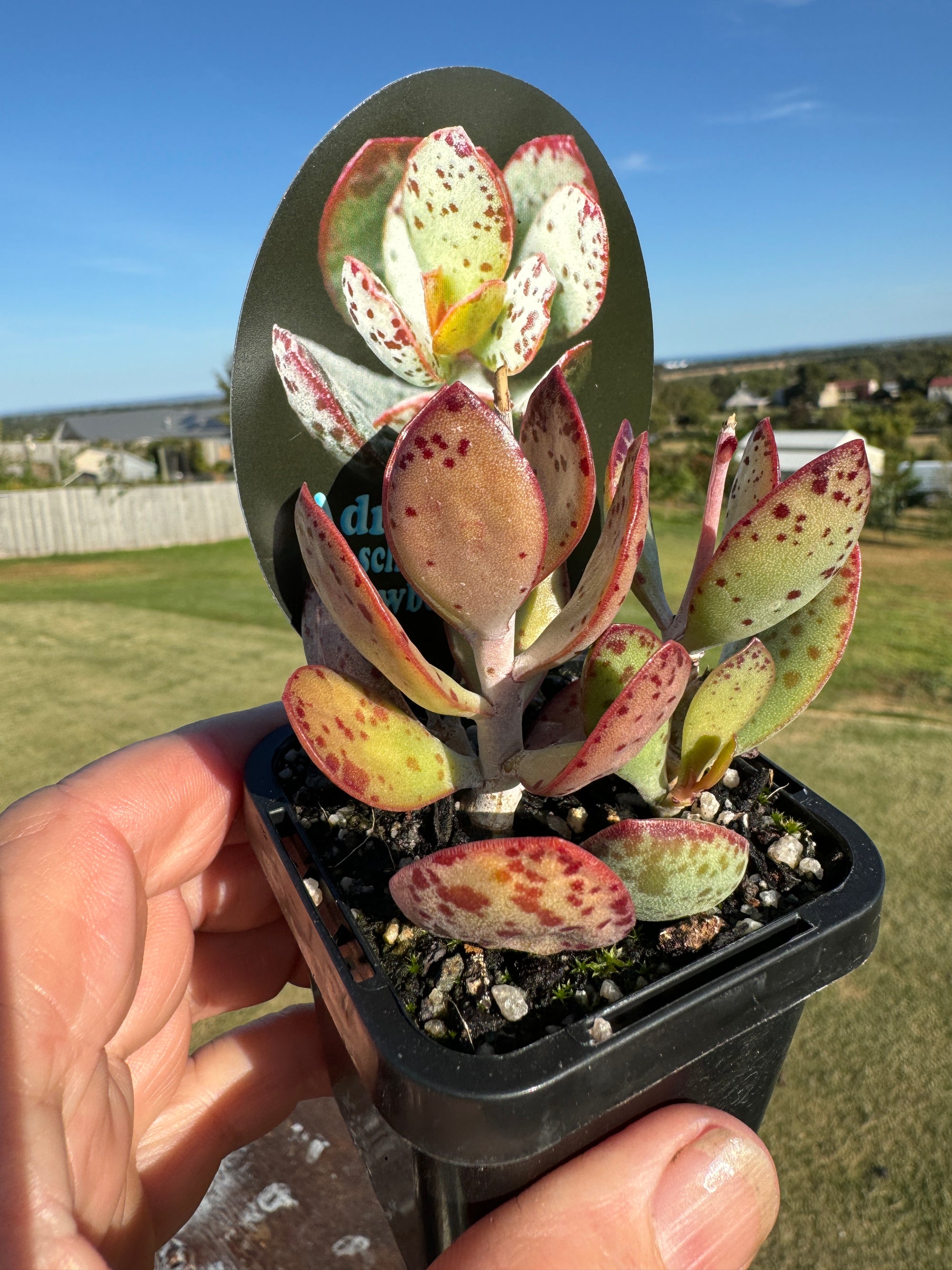 Adromischus schuldtianus 'Strawberry cake'