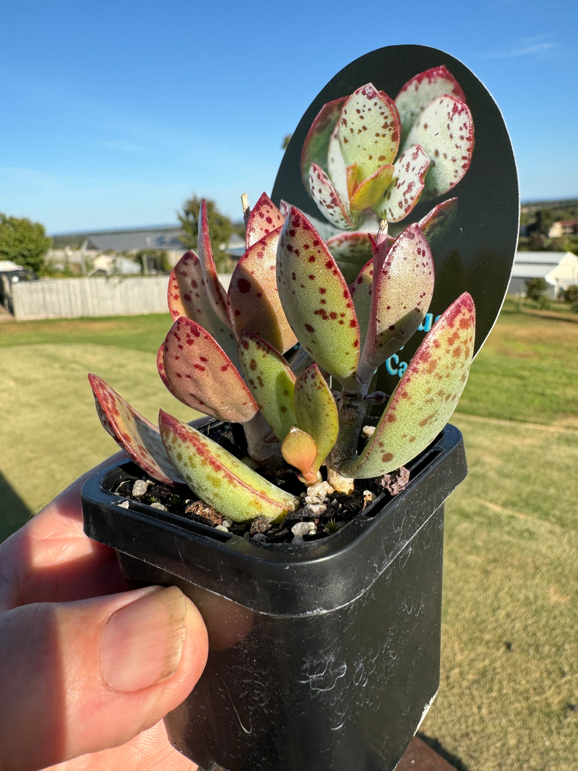 Adromischus schuldtianus 'Strawberry cake'