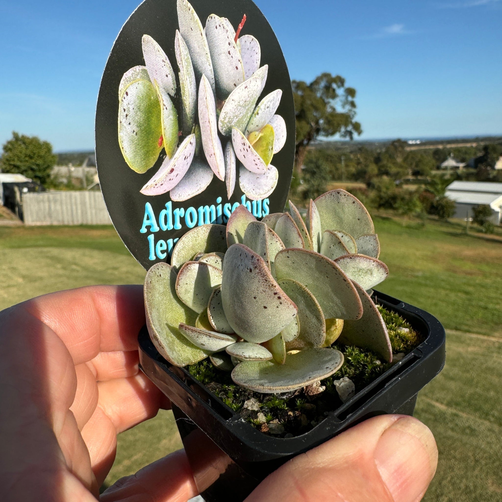 Adromischus leucophyllus