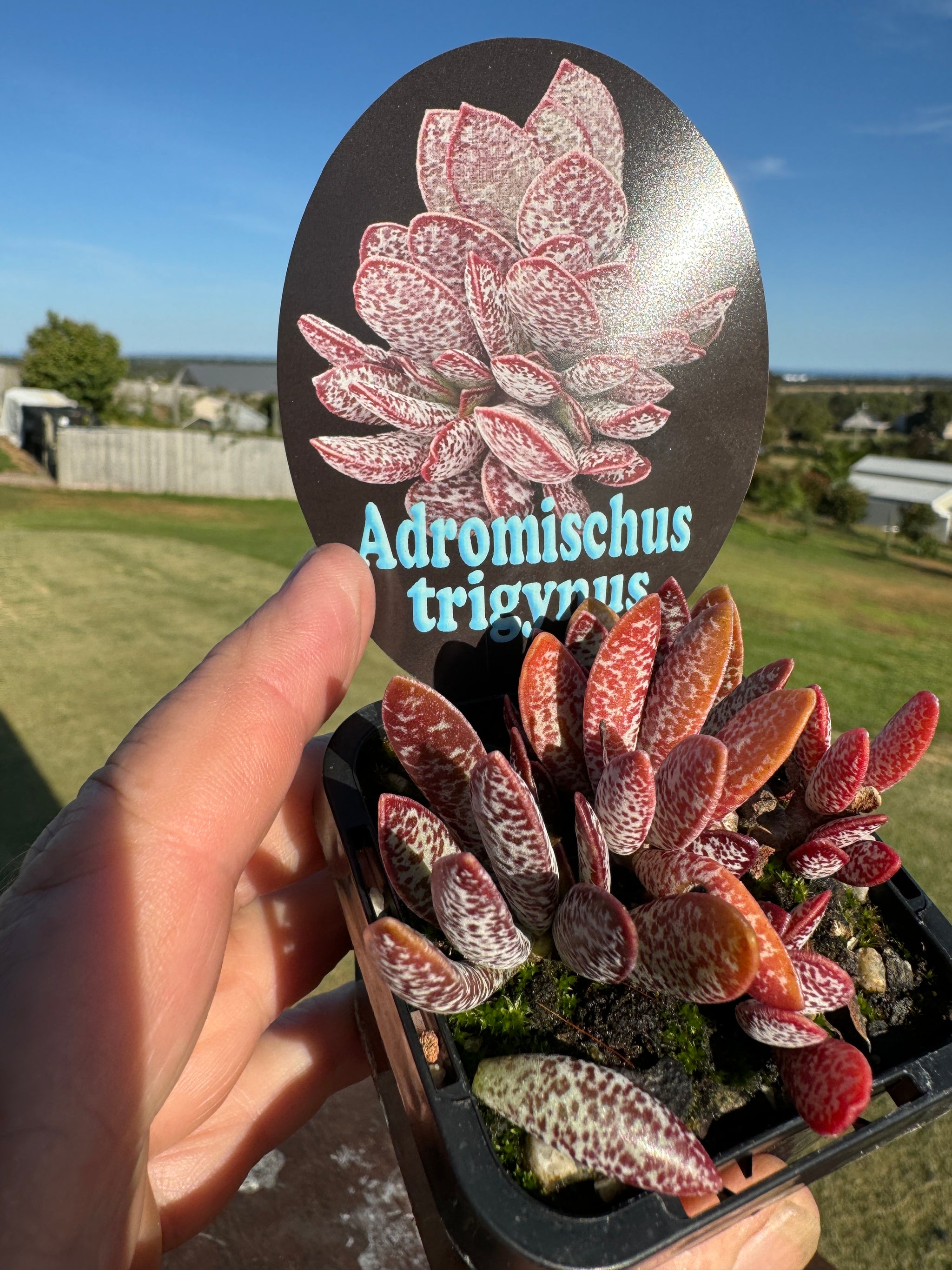 Adromischus trigynus