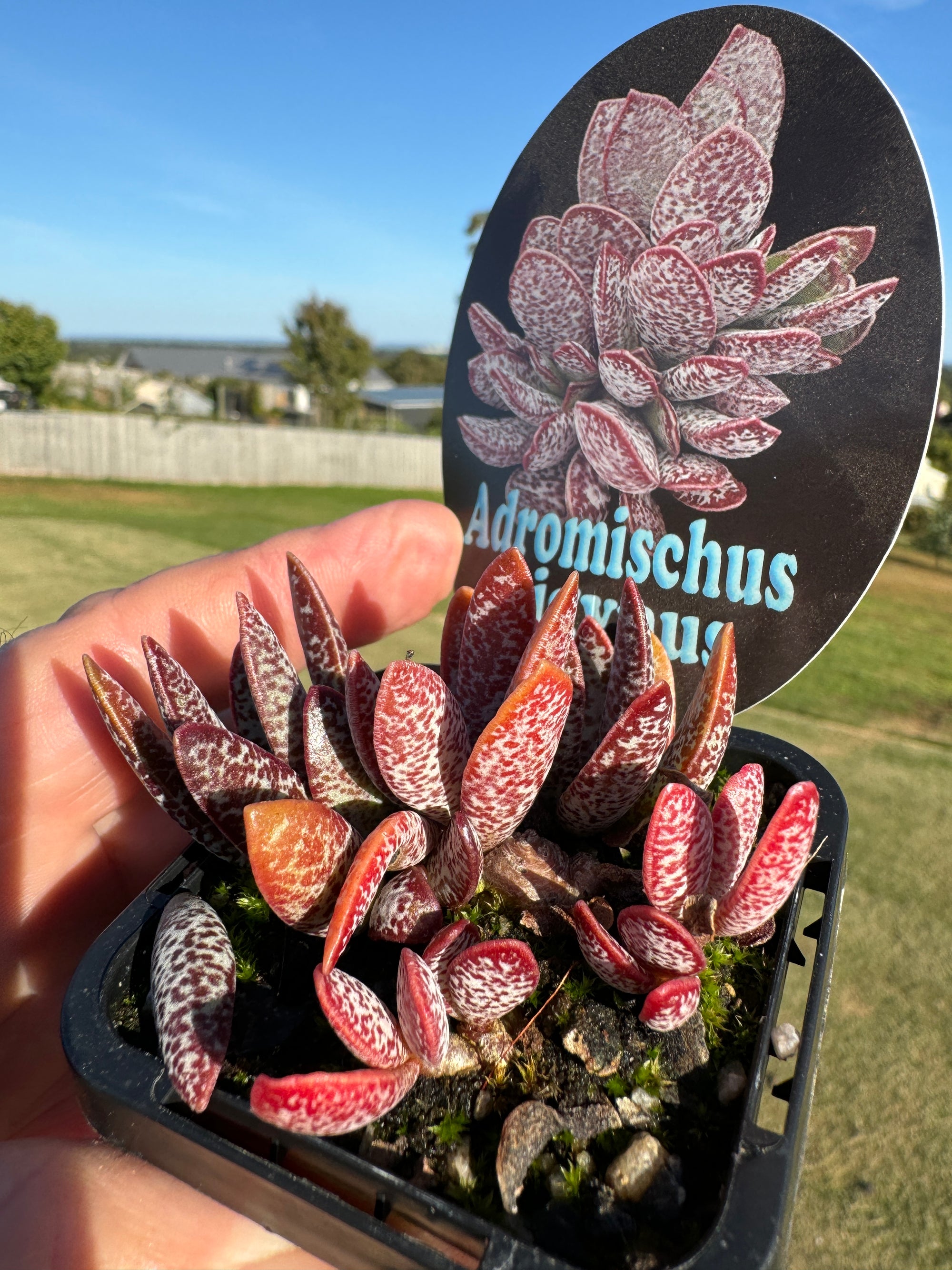 Adromischus trigynus