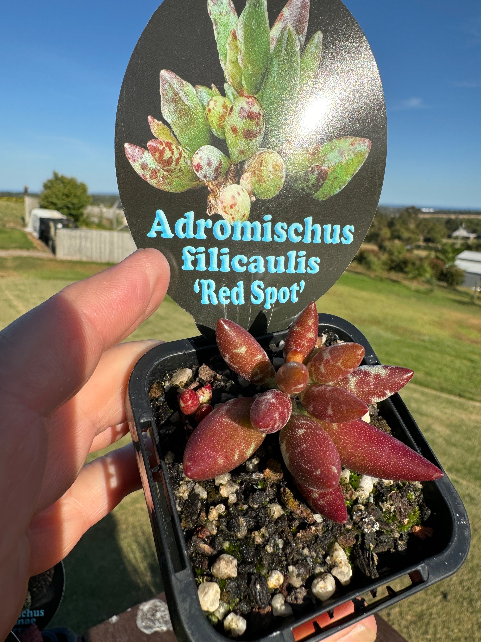 Adromischus filicaulis 'Red Spots'