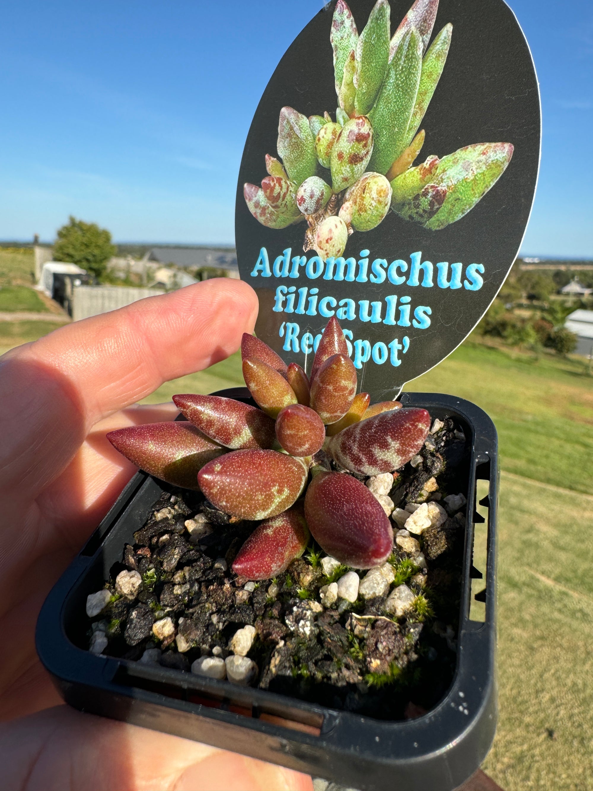 Adromischus filicaulis 'Red Spots'