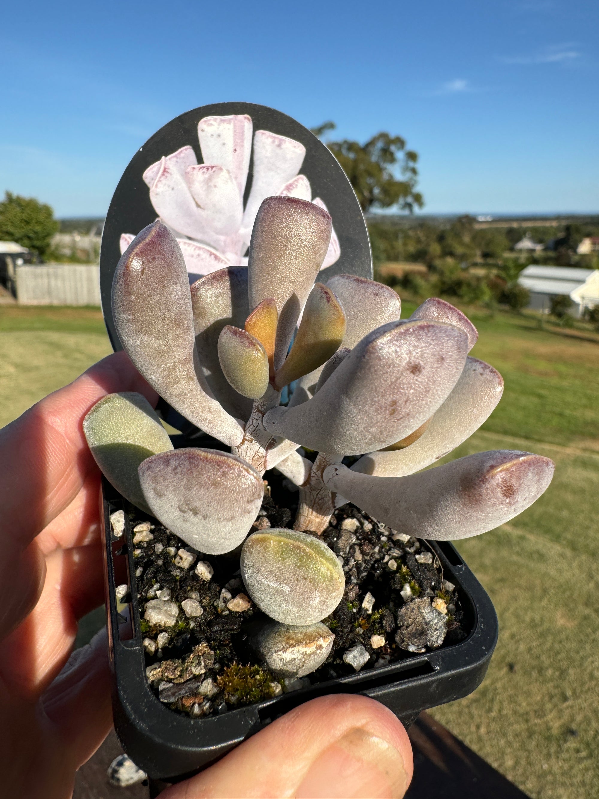 Adromischus triflorus