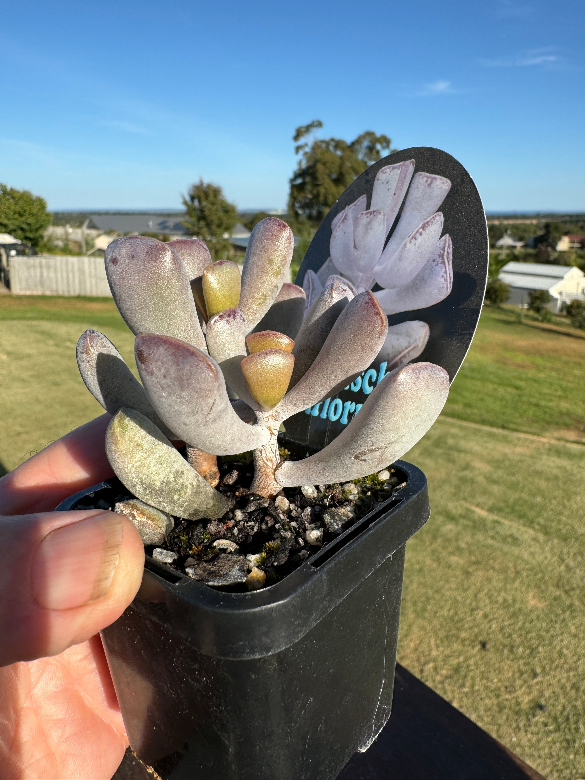 Adromischus triflorus