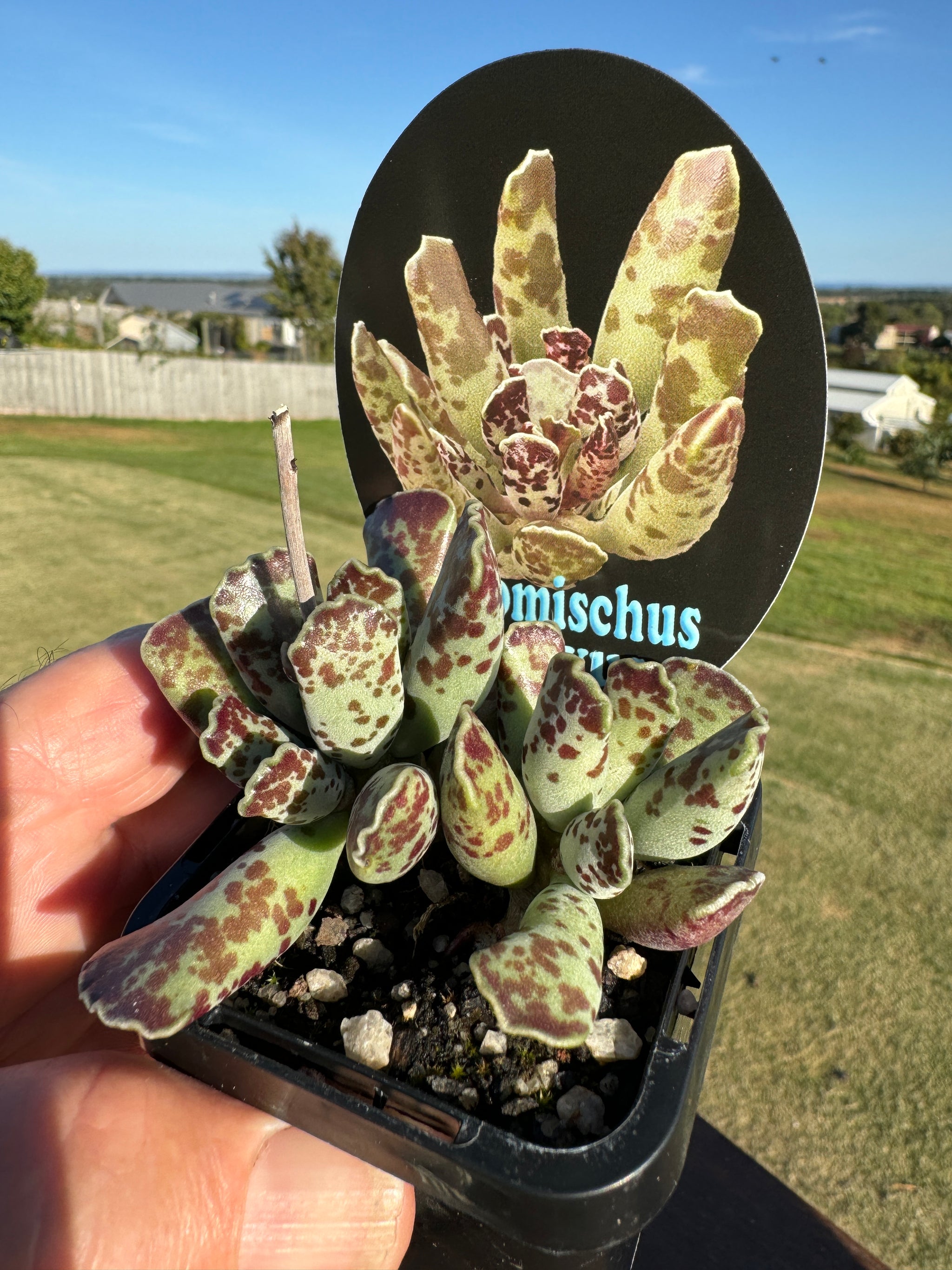 Adromischus festivus