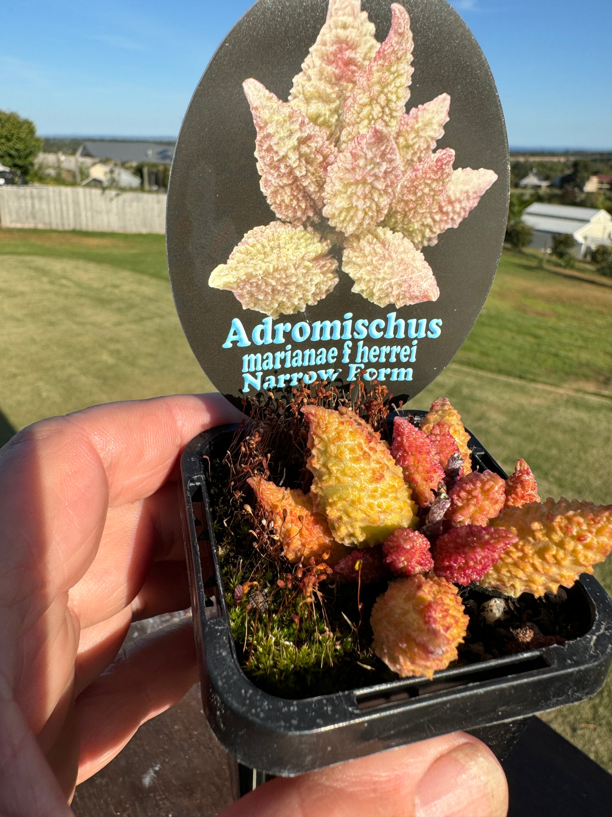 Adromischus marianae f. herrei 'Narrow Leaved Form'