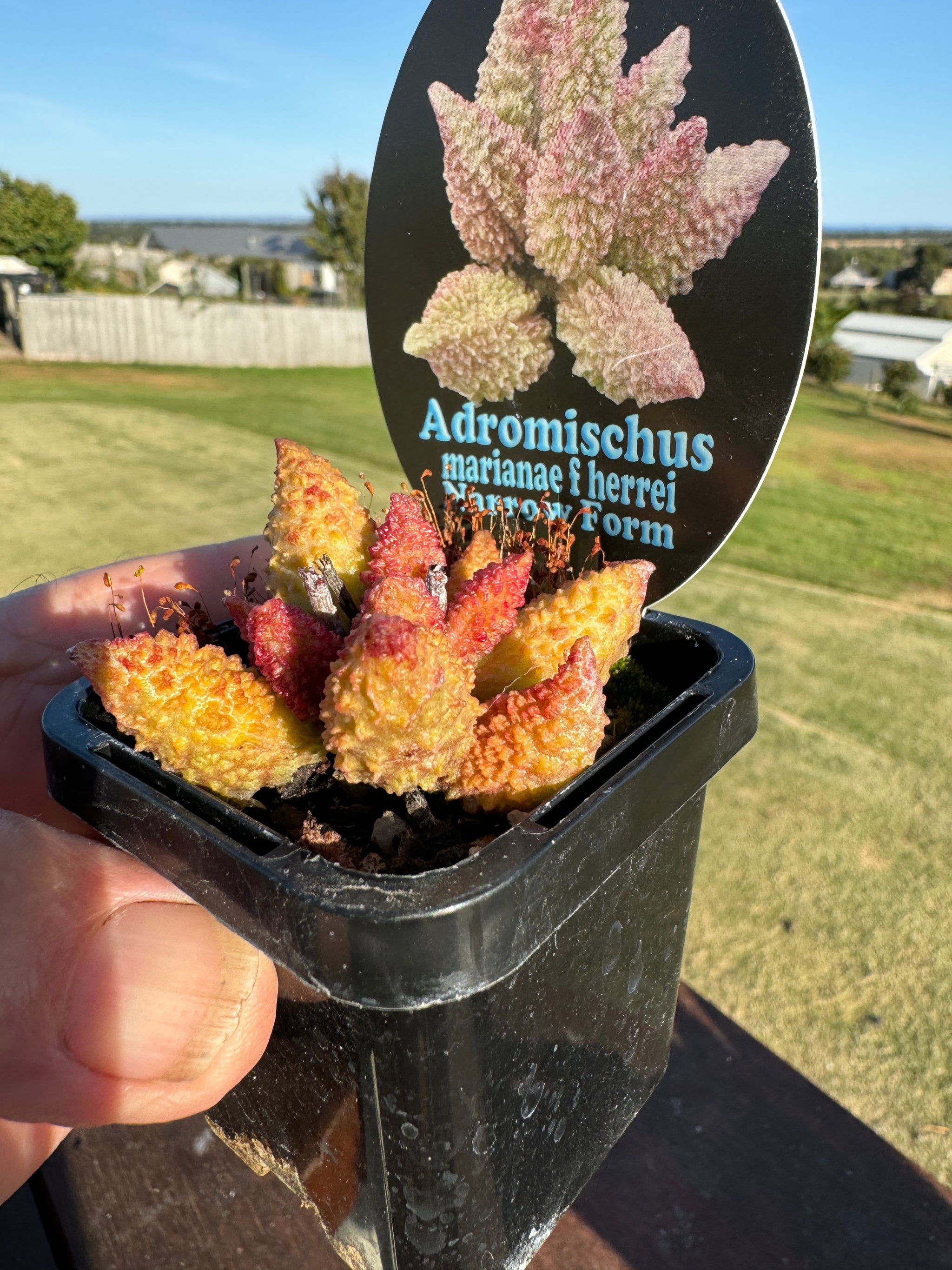 Adromischus marianae f. herrei 'Narrow Leaved Form'