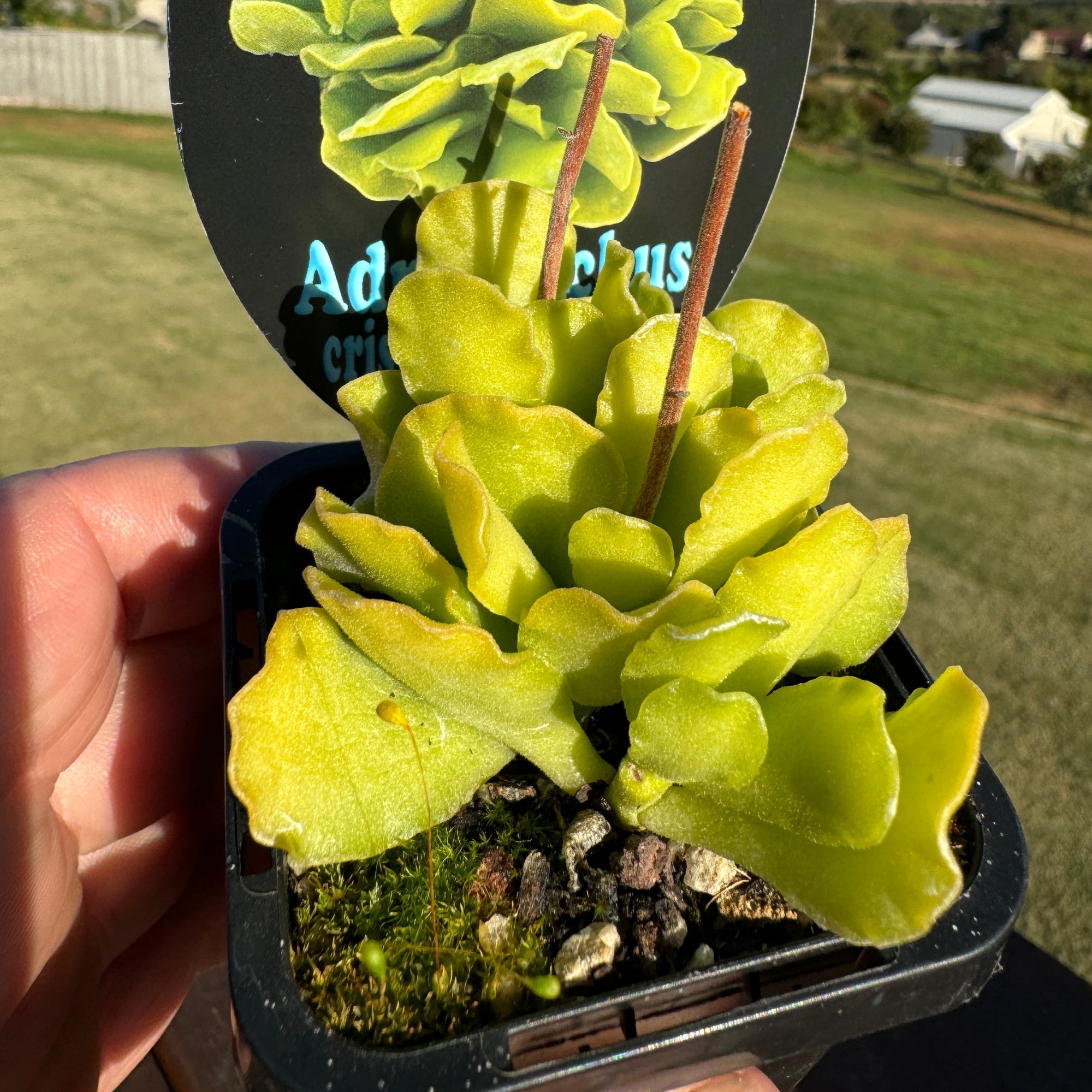 Adromischus cristatus