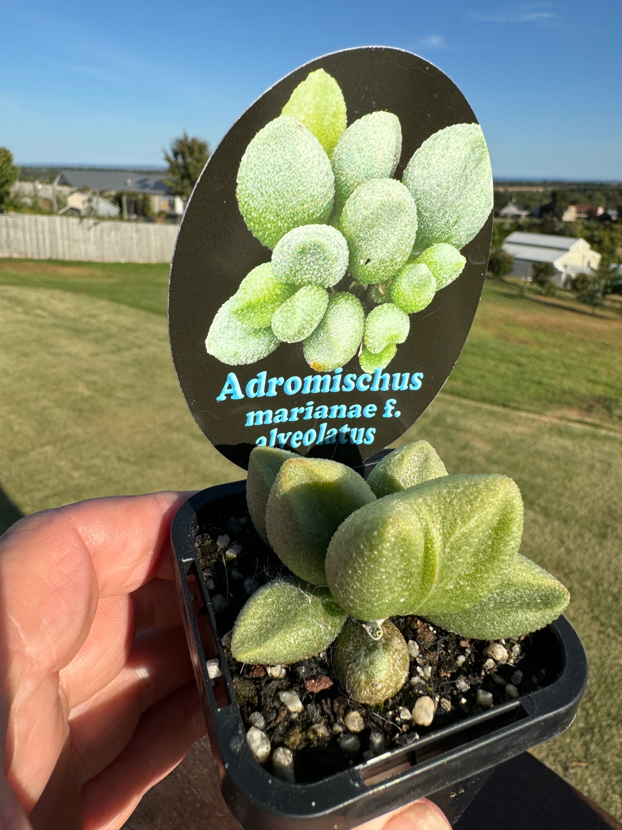 Adromischus marianae f. herrei 'Alveolatus'