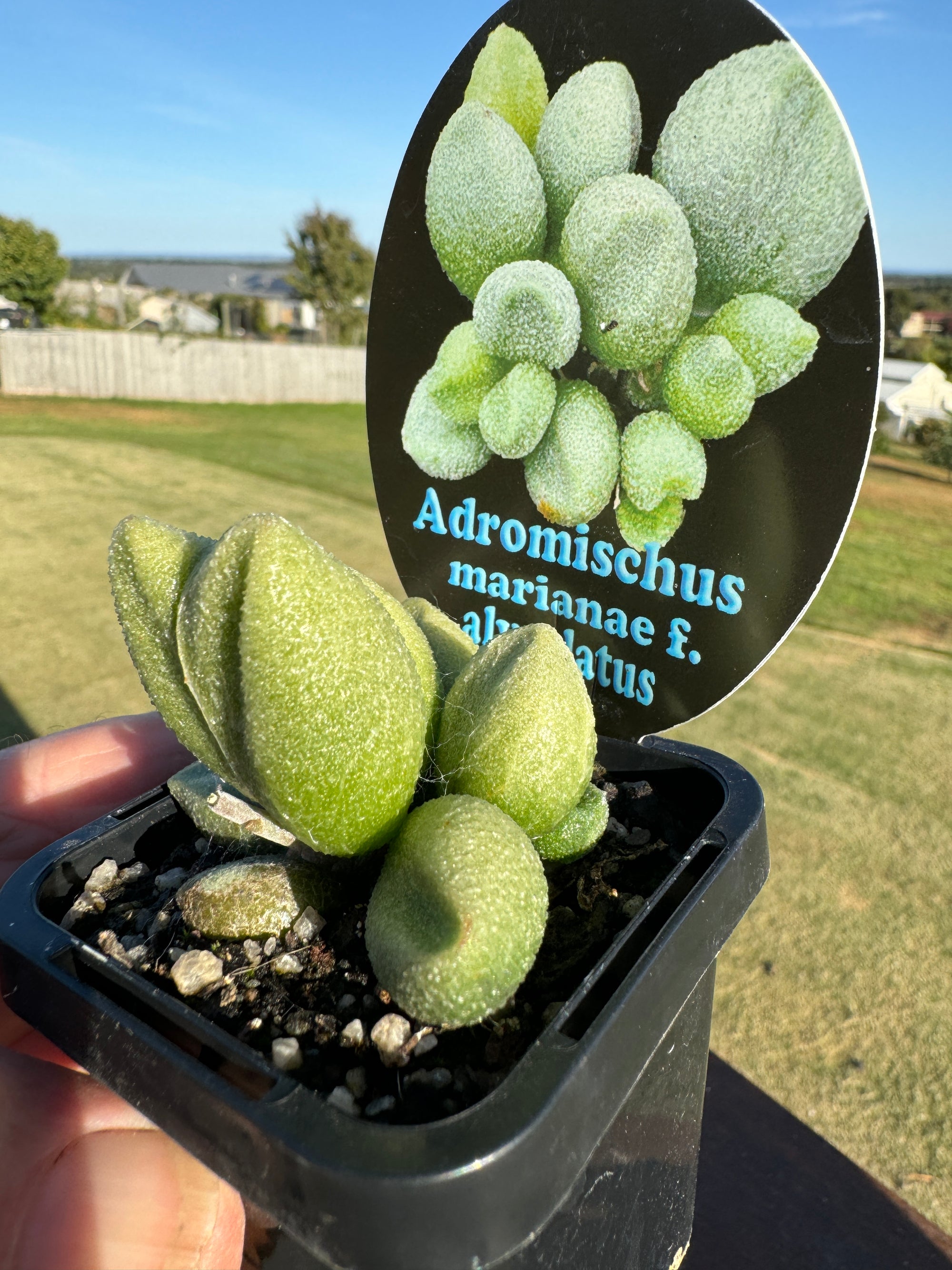 Adromischus marianae f. herrei 'Alveolatus'