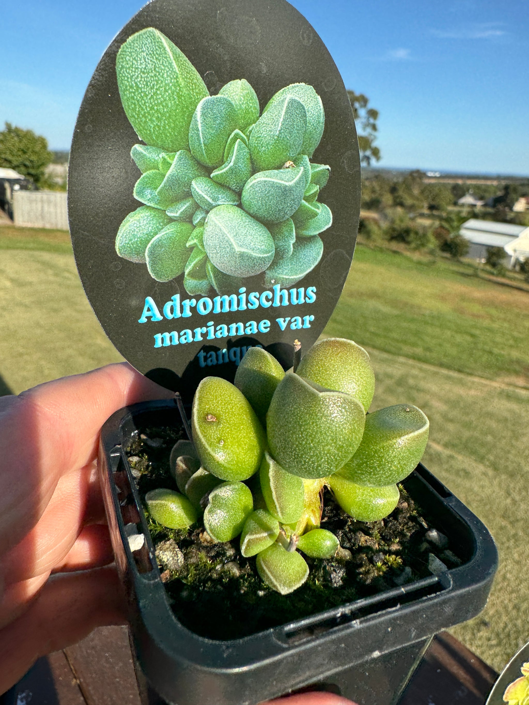 Adromischus marianae f. herrei 'Tanqua'