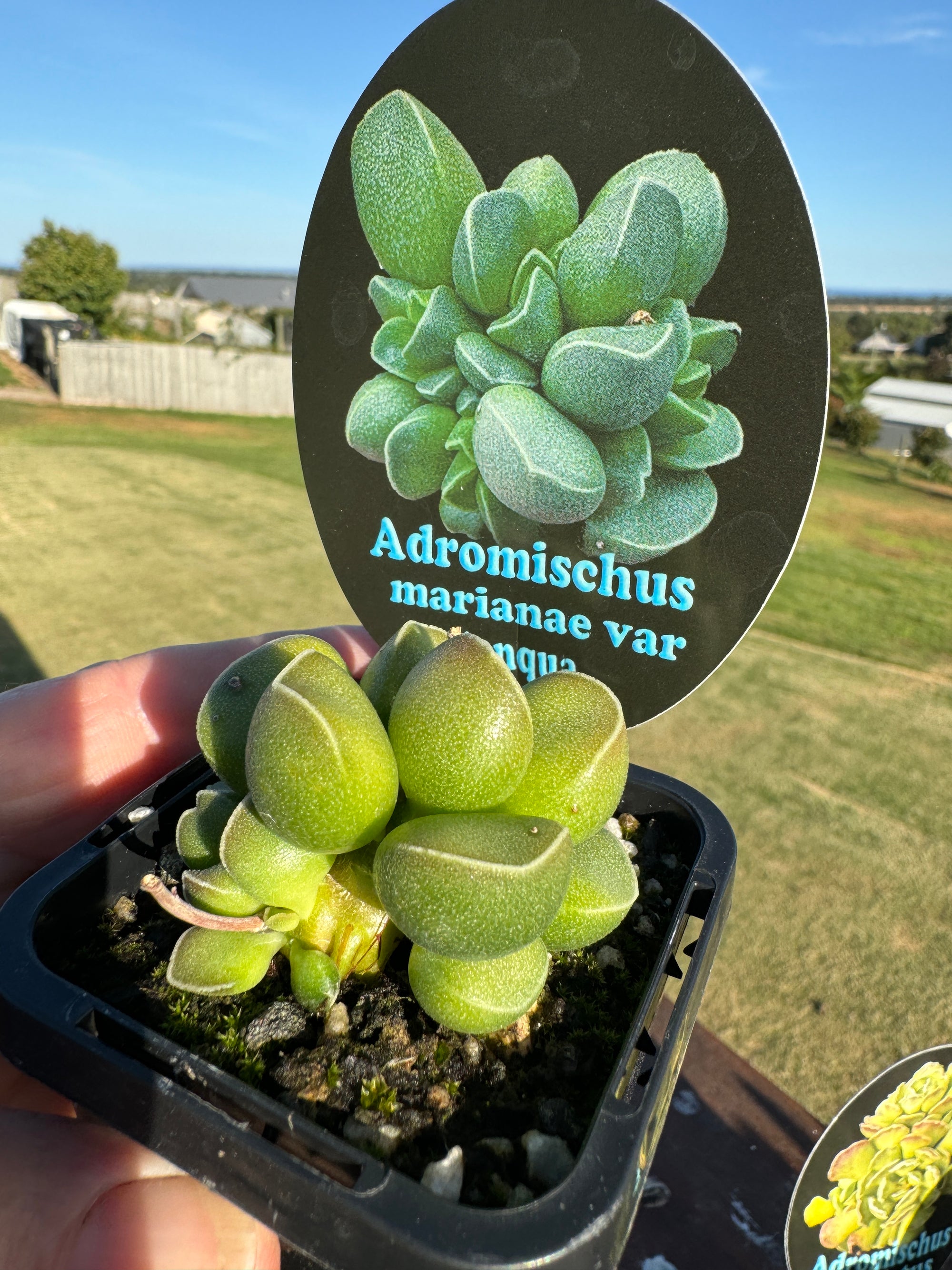 Adromischus marianae f. herrei 'Tanqua'