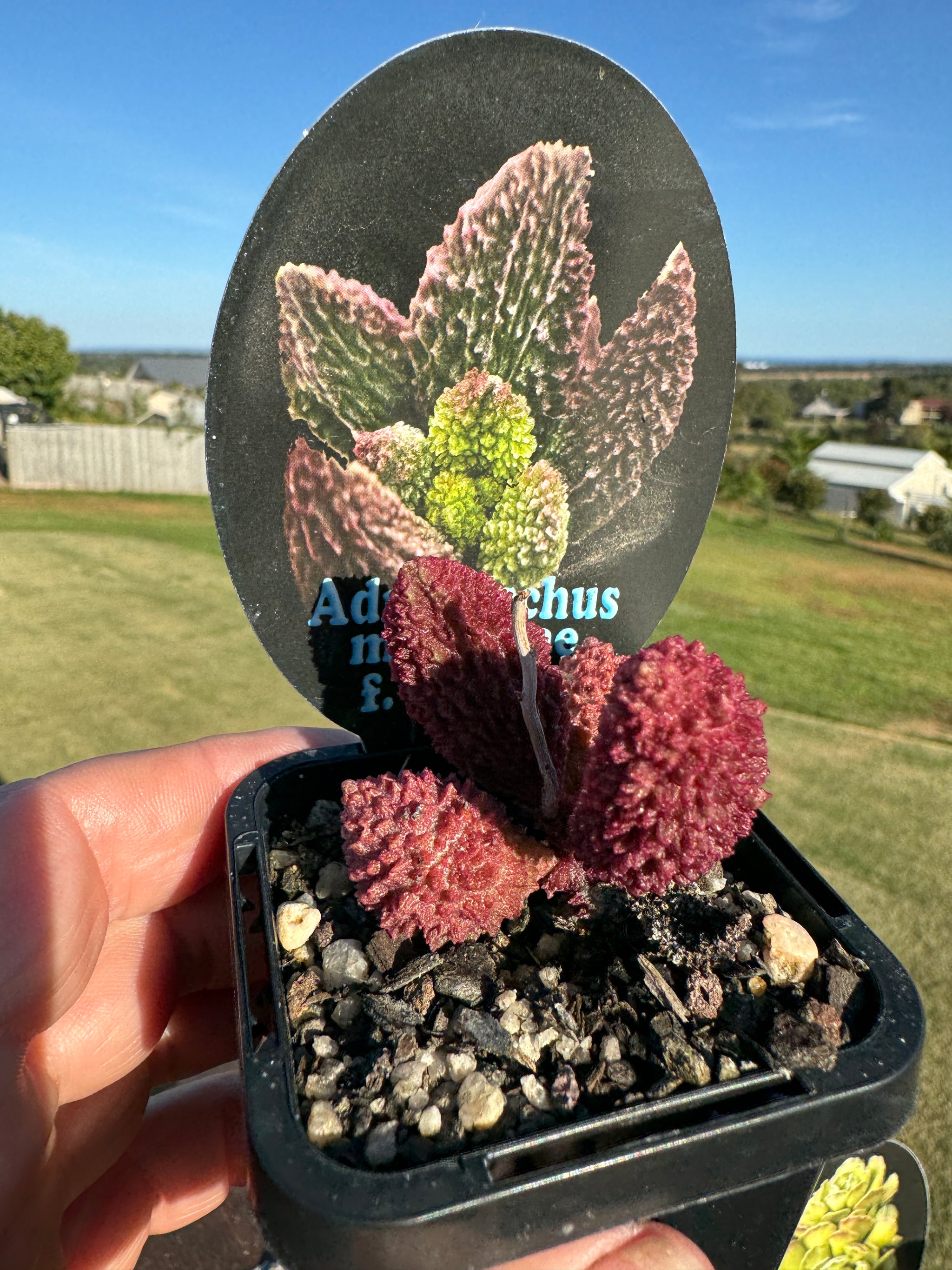 Adromischus marianae f. herrei