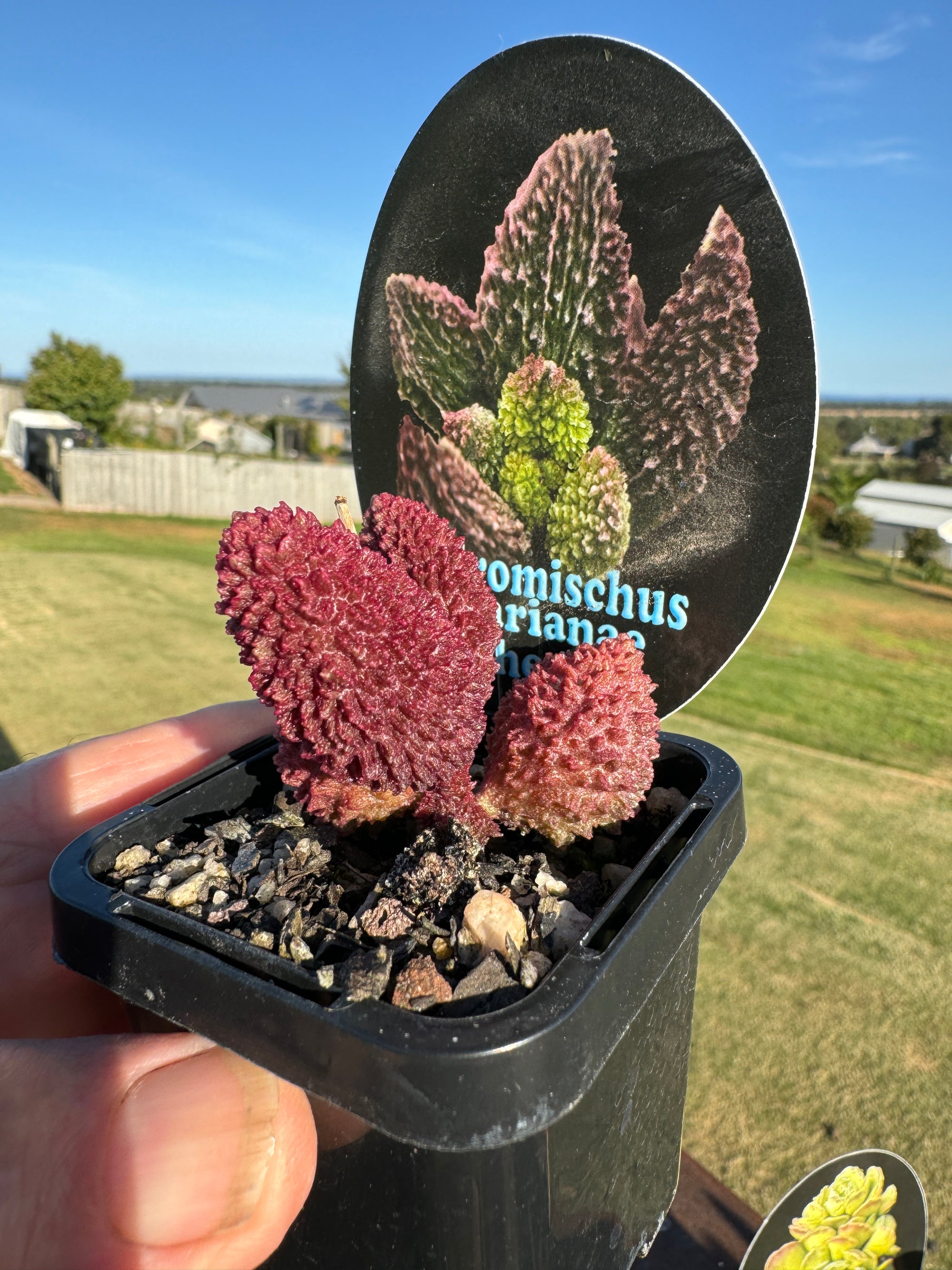 Adromischus marianae f. herrei