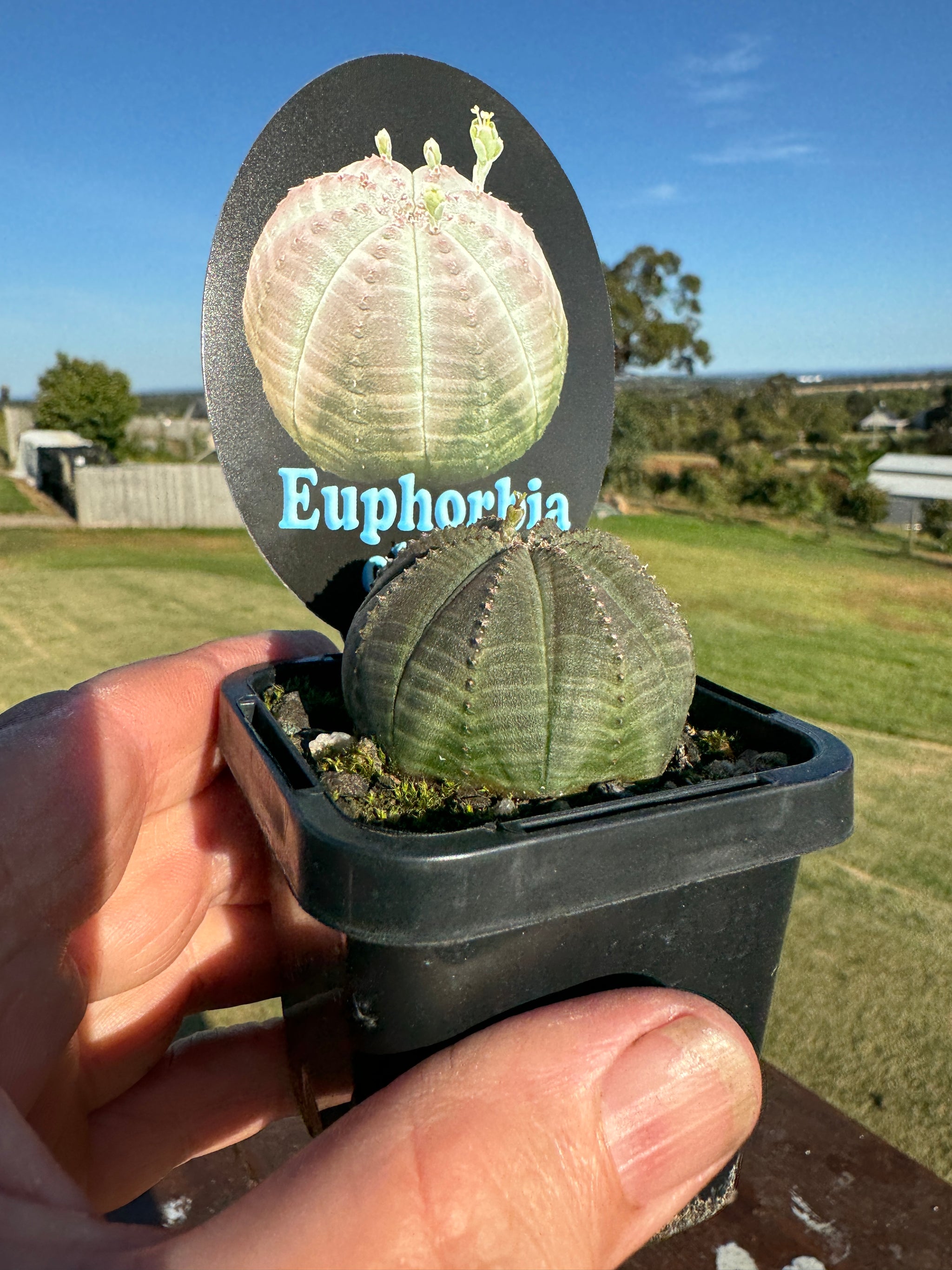 Euphorbia obesa (NOT FOR WA)