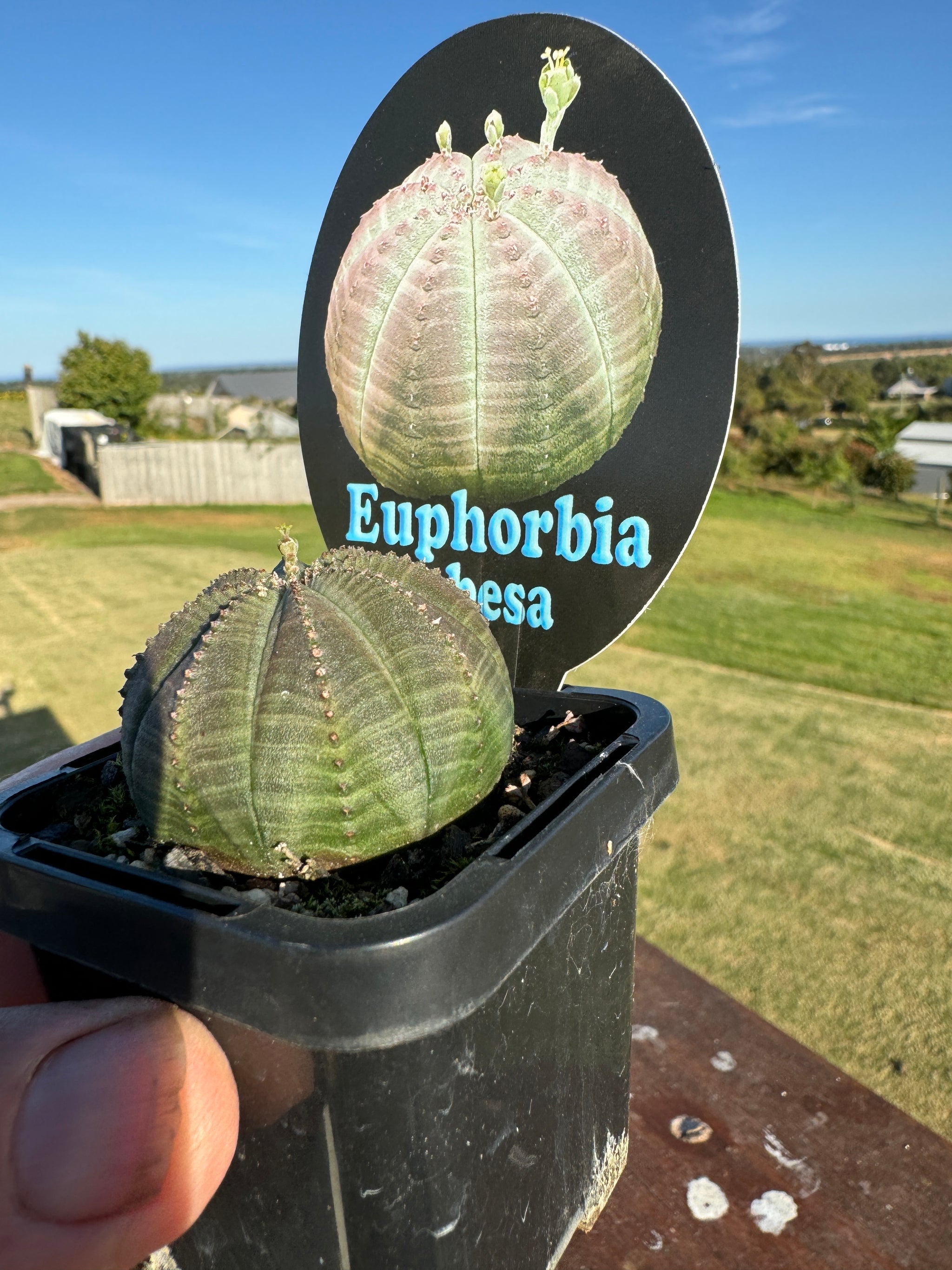 Euphorbia obesa (NOT FOR WA)