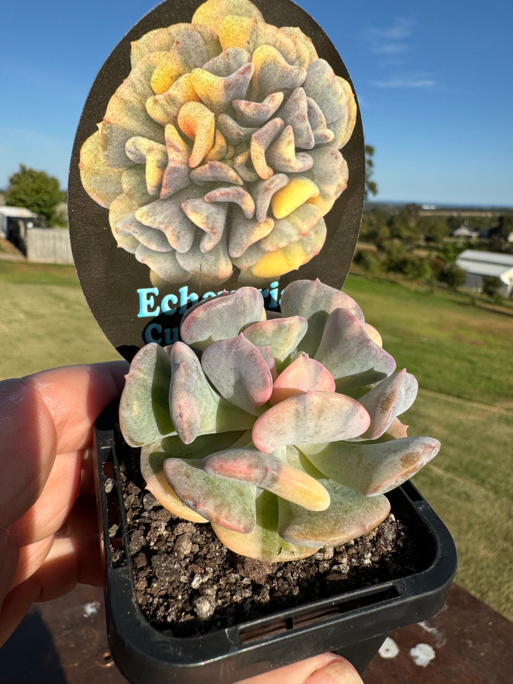 Echeveria 'Cubic Frost Variegata'