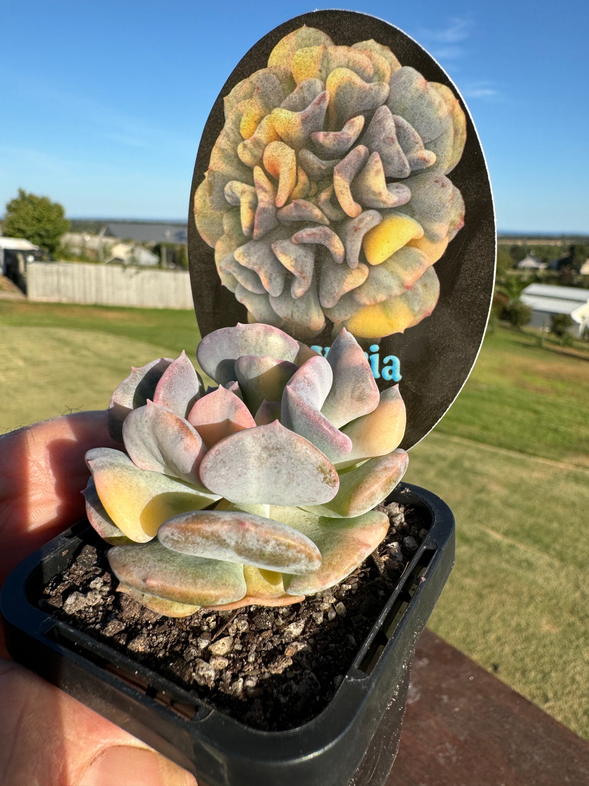 Echeveria 'Cubic Frost Variegata'