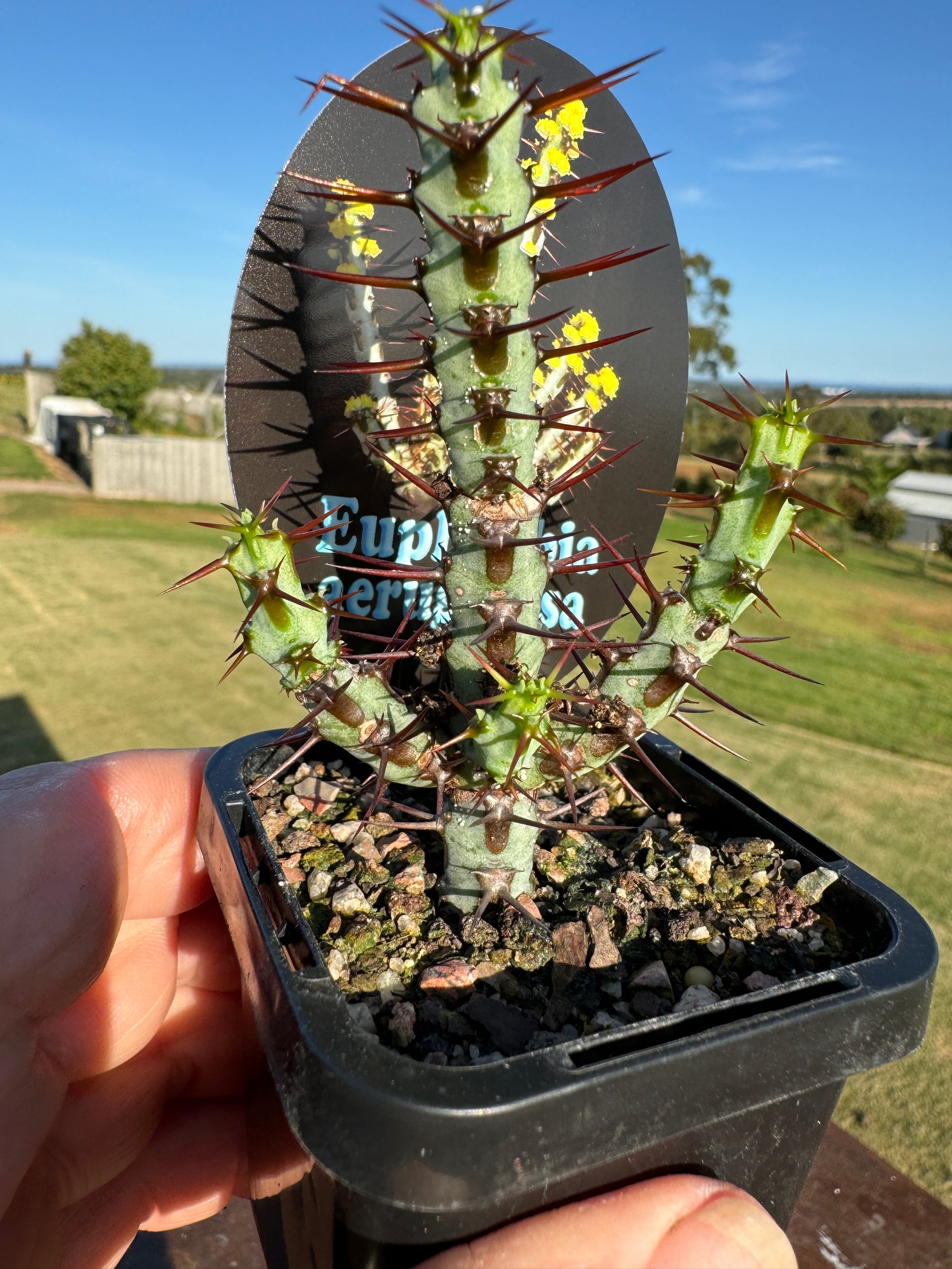 Euphorbia aeruginosa - The Cobalt Starfish