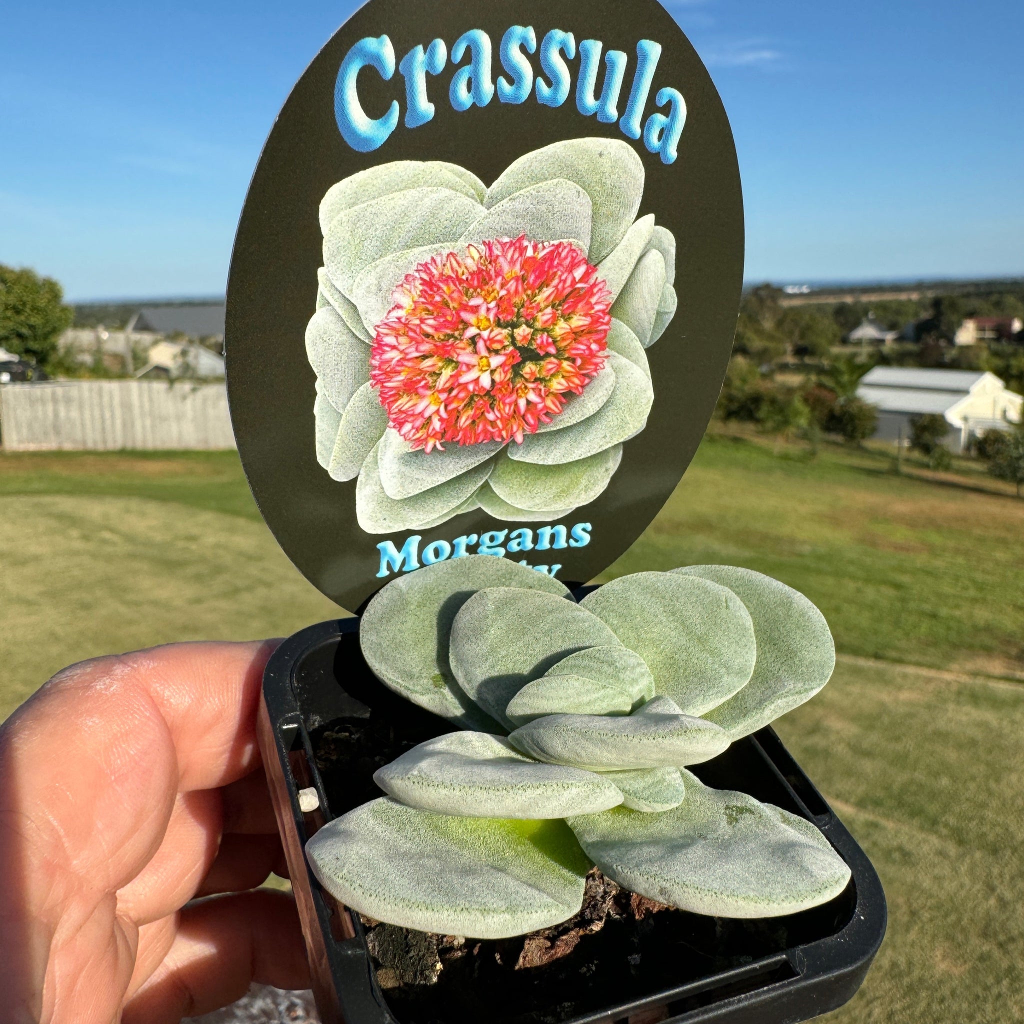 morgans beauty succulent Crassula 'Morgan's Beauty' – Collectors Online