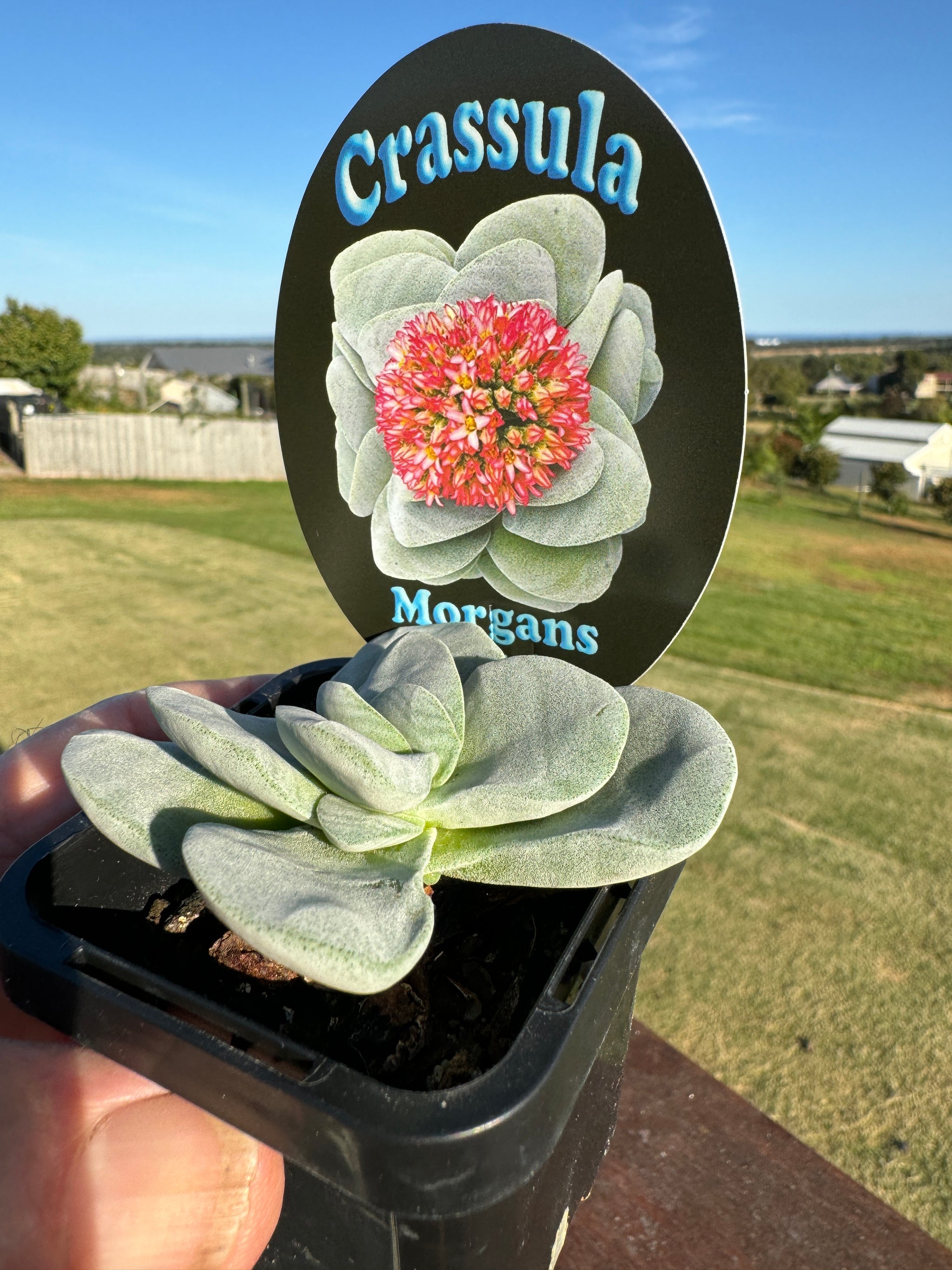 Crassula 'Morgan's Beauty' (Not for WA)