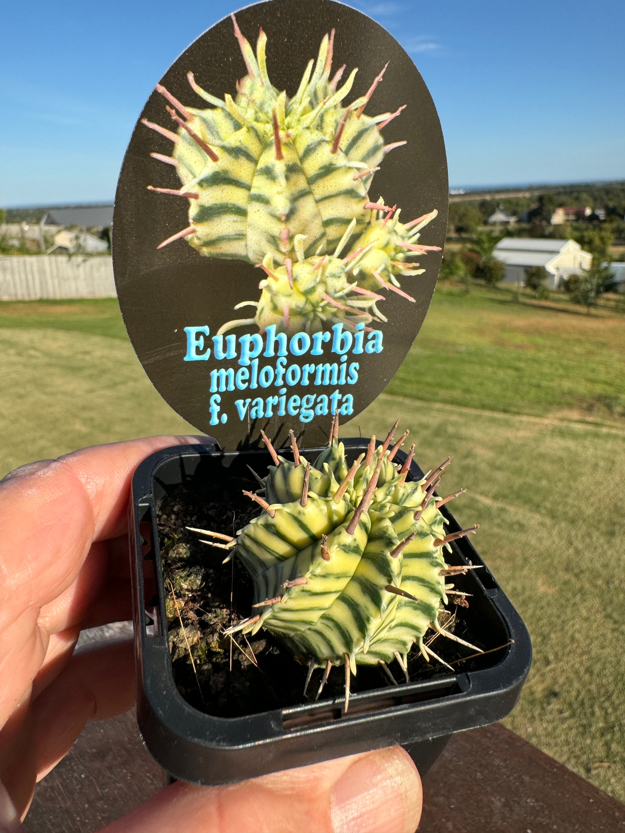 Euphorbia meloformis variagata (NOT FOR WA)