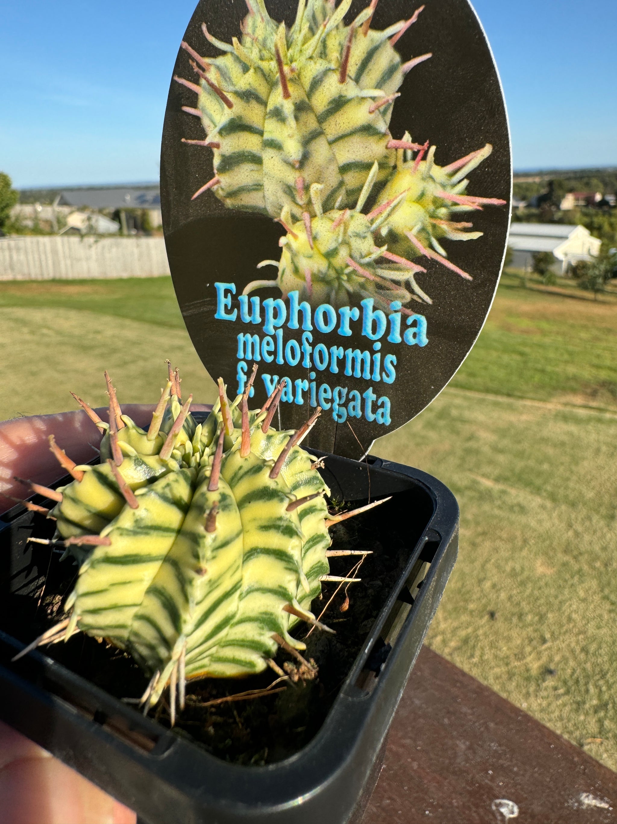 Euphorbia meloformis variagata (NOT FOR WA)