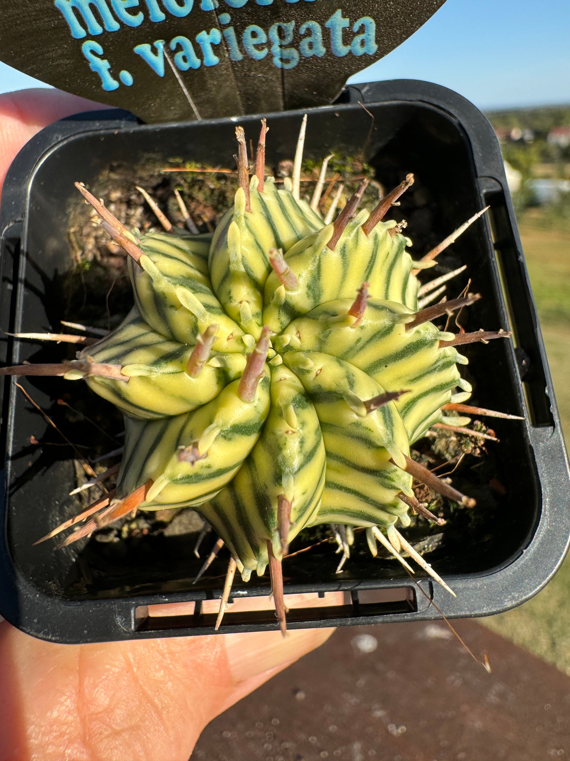 Euphorbia meloformis variagata (NOT FOR WA)